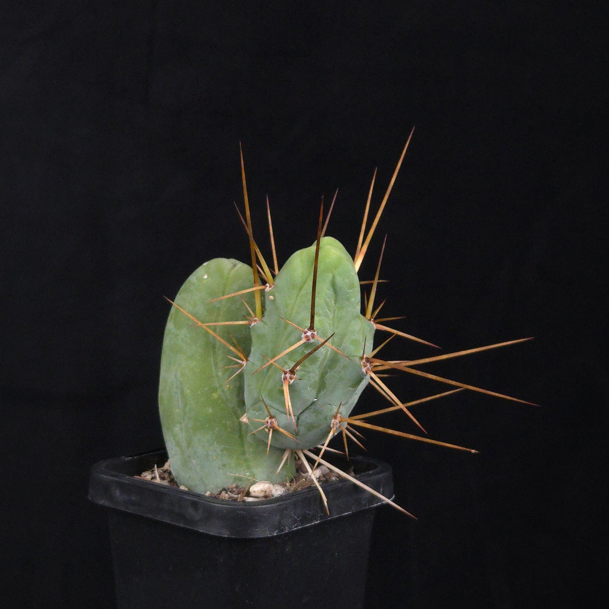 Trichocereus bridgesii f. monstrosa (Penis Cactus)