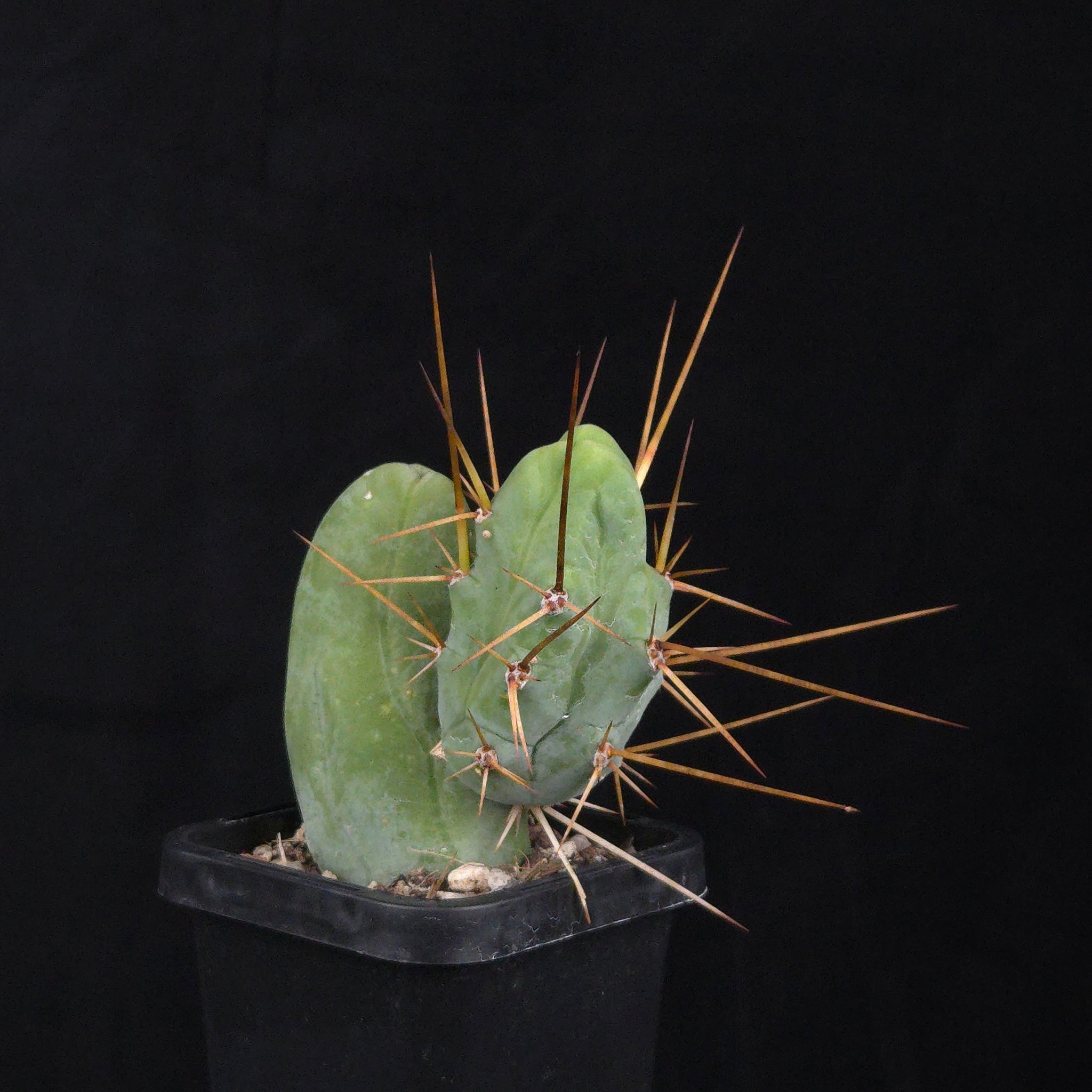 Trichocereus bridgesii f. monstrosa (Penis Cactus)