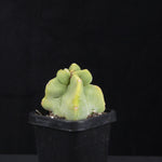Lophocereus schottii (syn. Pachycereus)