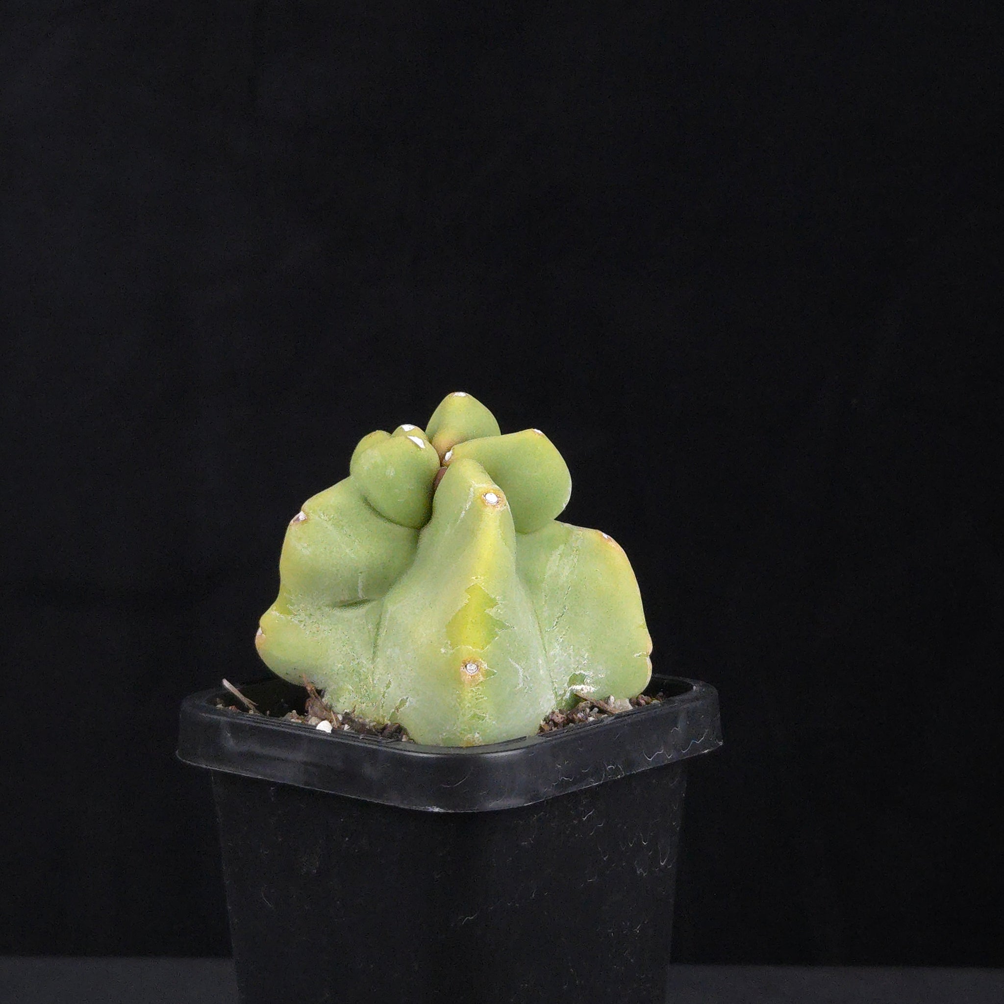Lophocereus schottii (syn. Pachycereus)