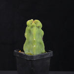Lophocereus schottii (syn. Pachycereus)