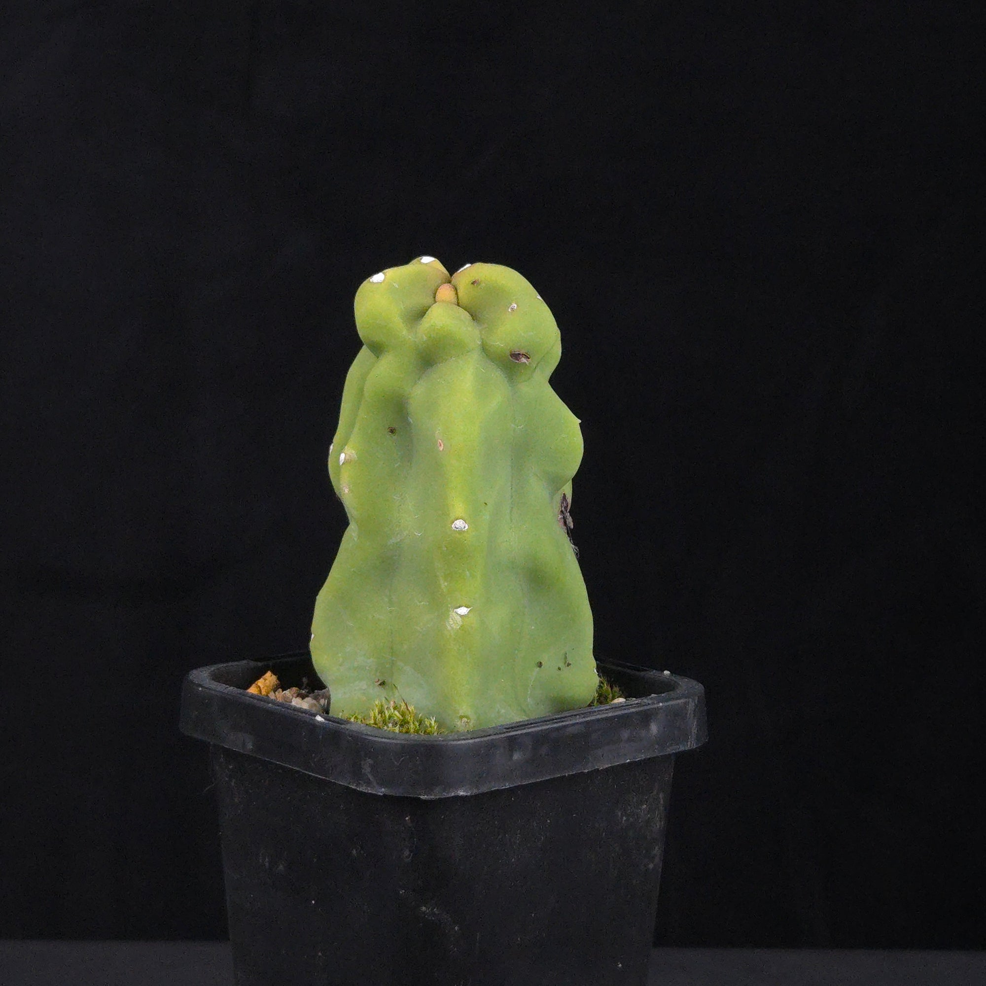 Lophocereus schottii (syn. Pachycereus)