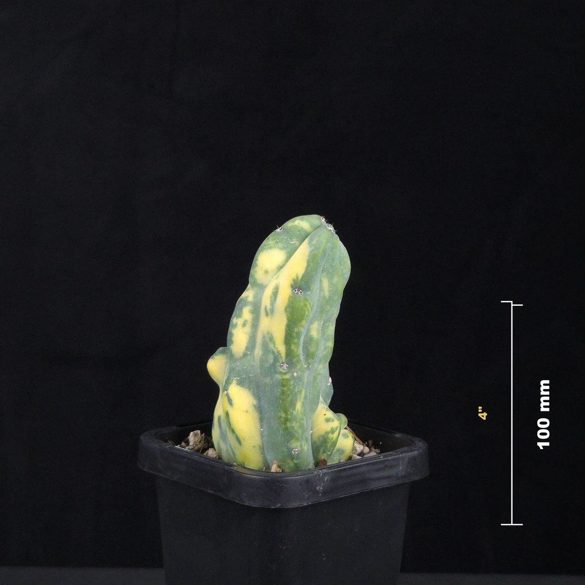 Myrtillocactus geometrizans Montrose Variegata