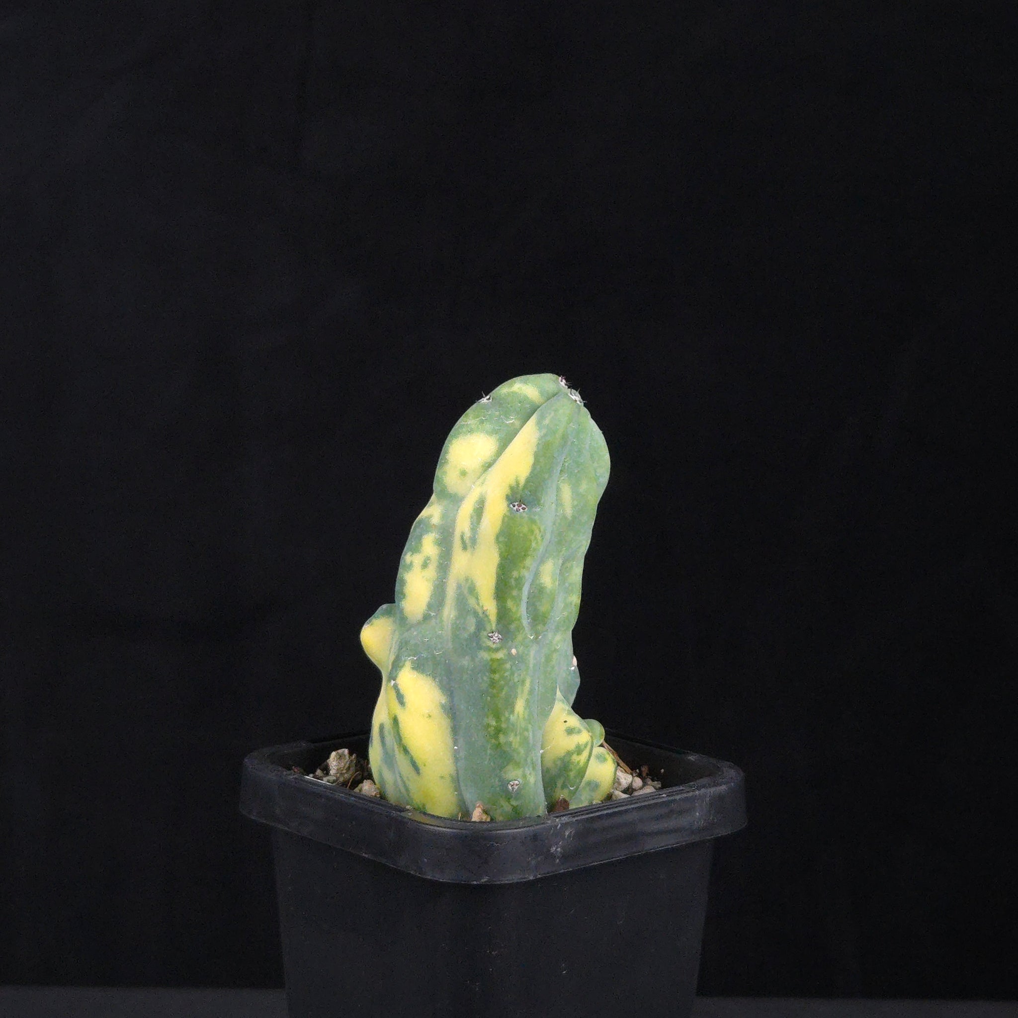 Myrtillocactus geometrizans Montrose Variegata