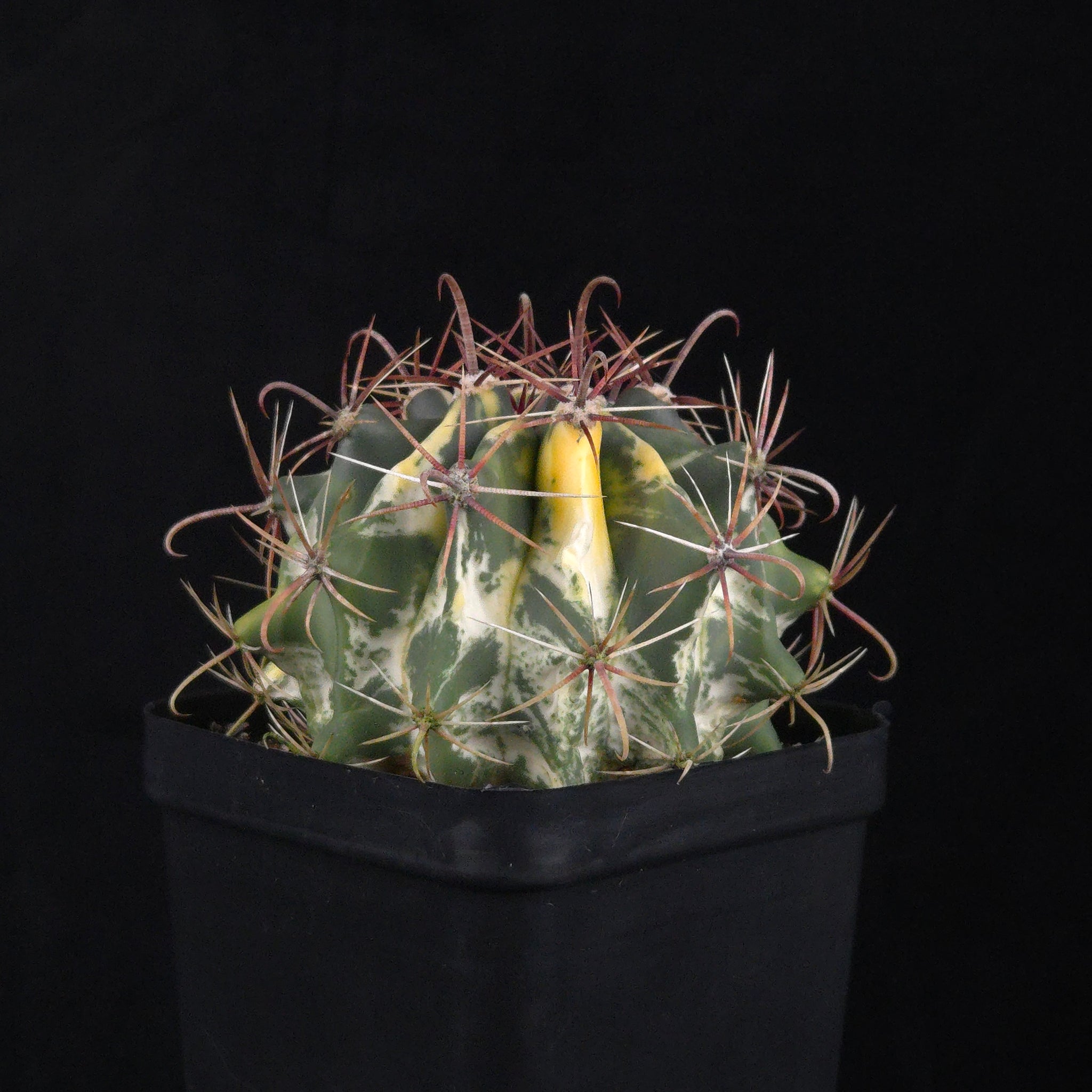 Ferocactus wislizeni f. variegata