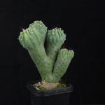 Cereus hildmannianus 'Wild Thing'