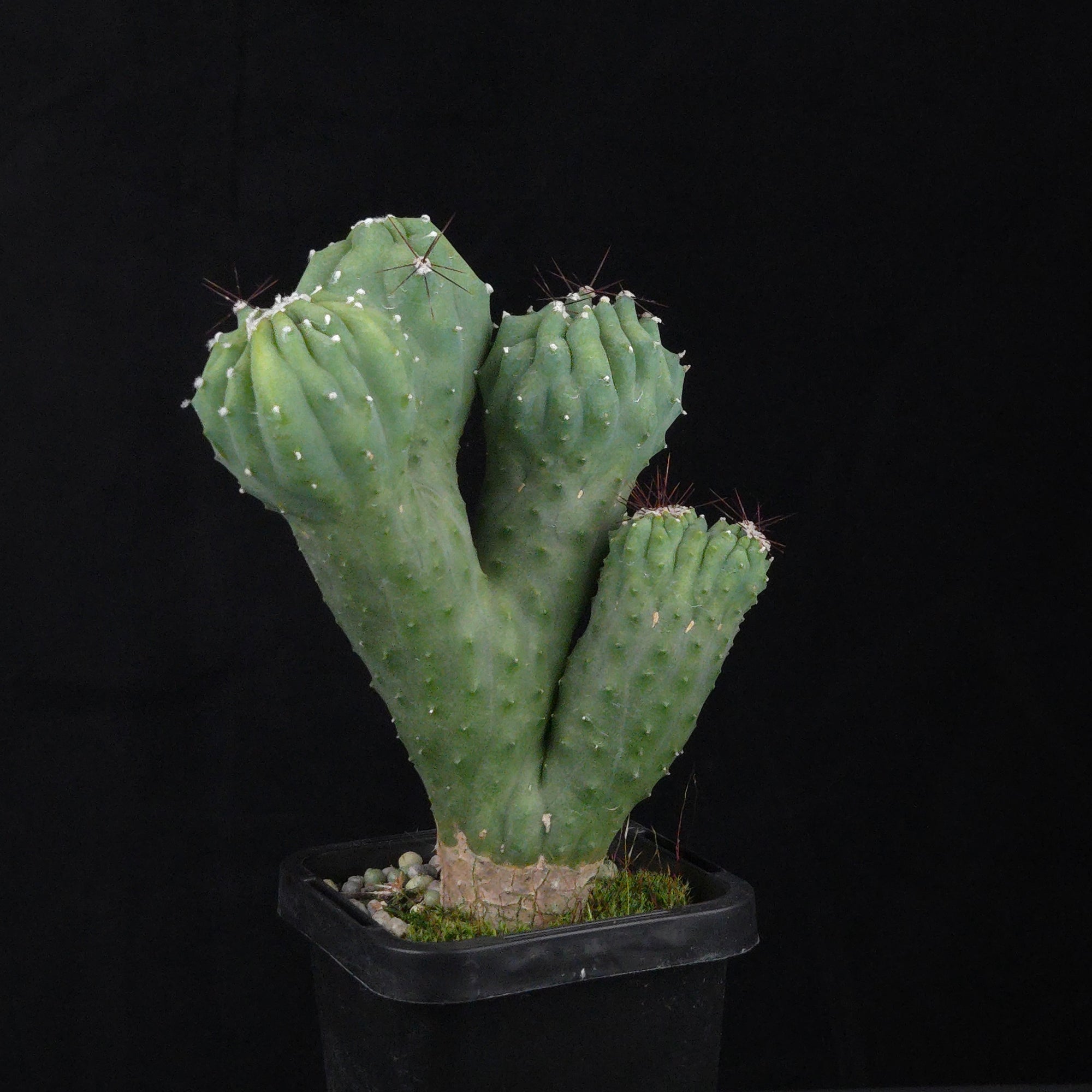 Cereus hildmannianus 'Wild Thing'