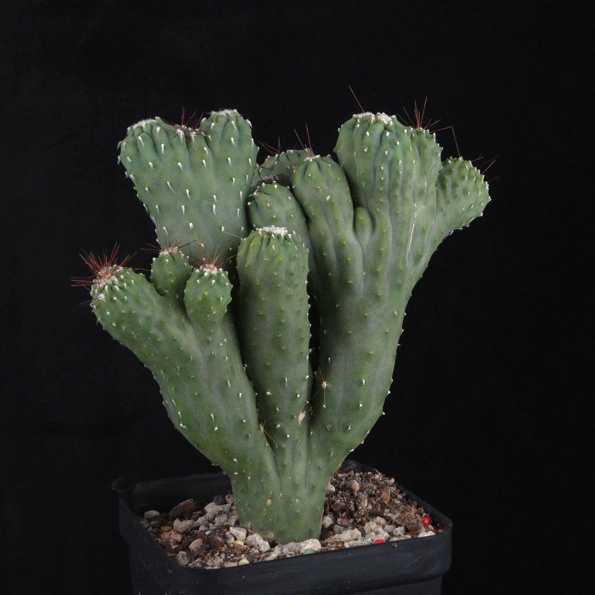 Cereus hildmannianus 'Wild Thing'