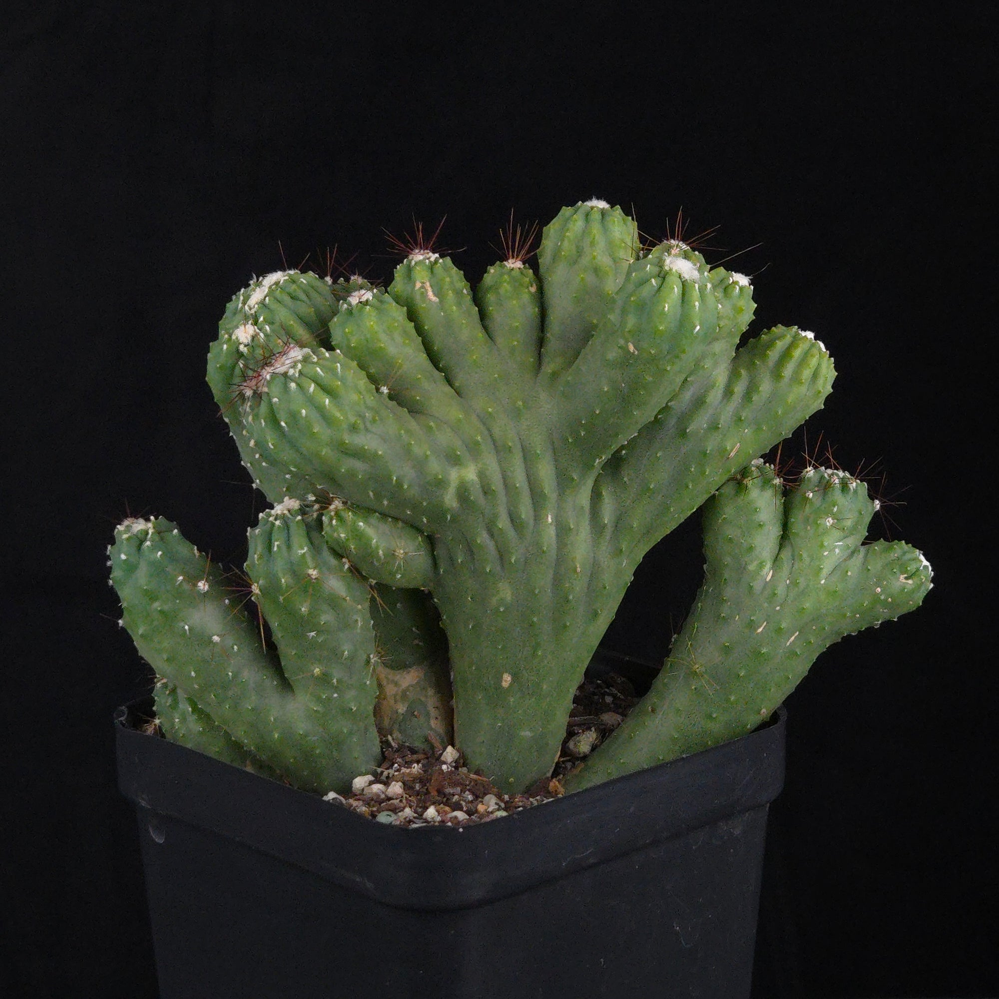 Cereus hildmannianus 'Wild Thing'