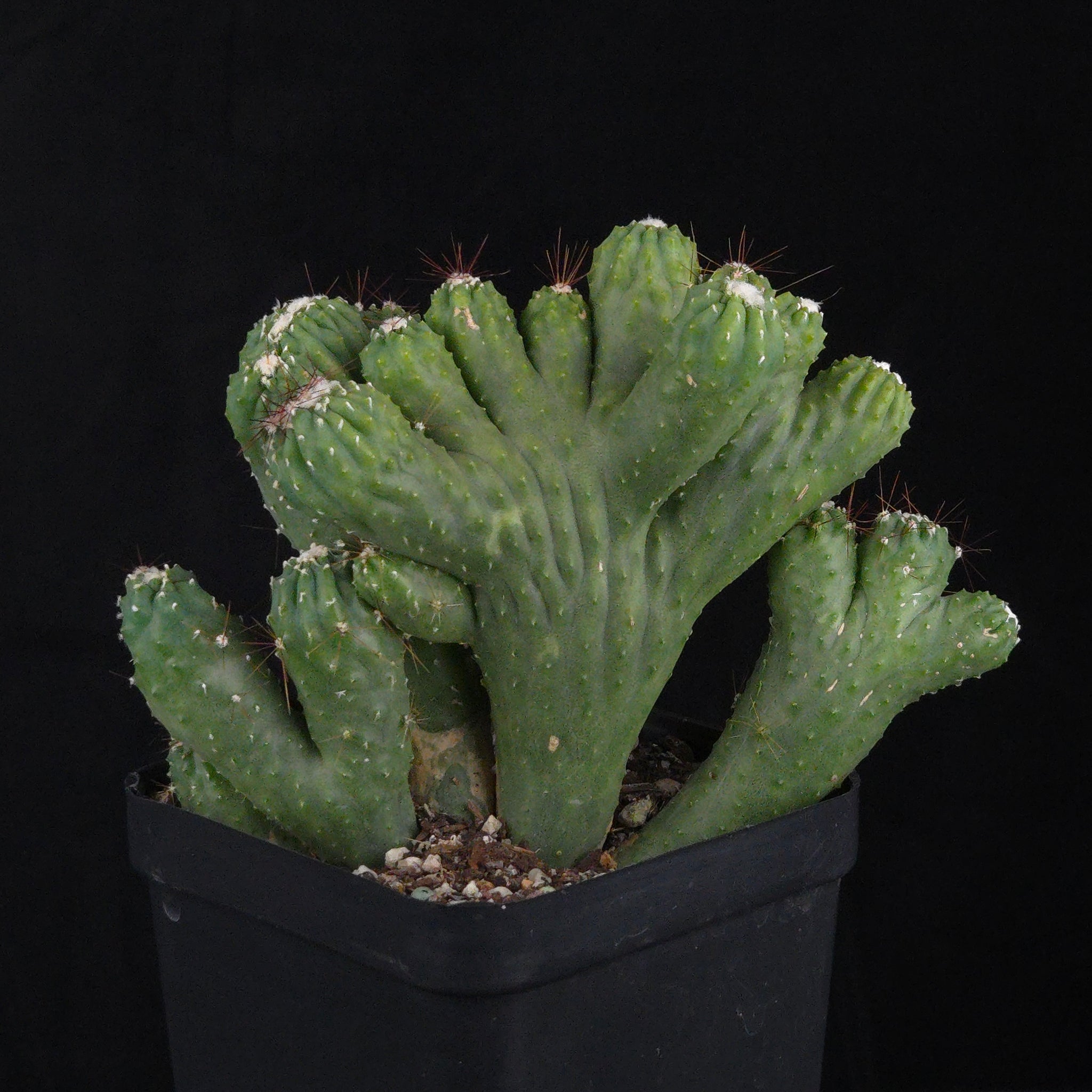 Cereus hildmannianus 'Wild Thing'