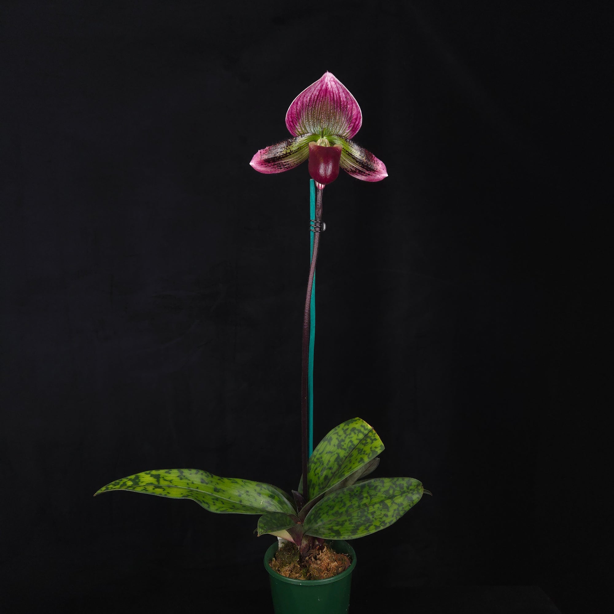 Paphiopedilum Yi Ying Morning Sun – One-Off Flowering Specimen