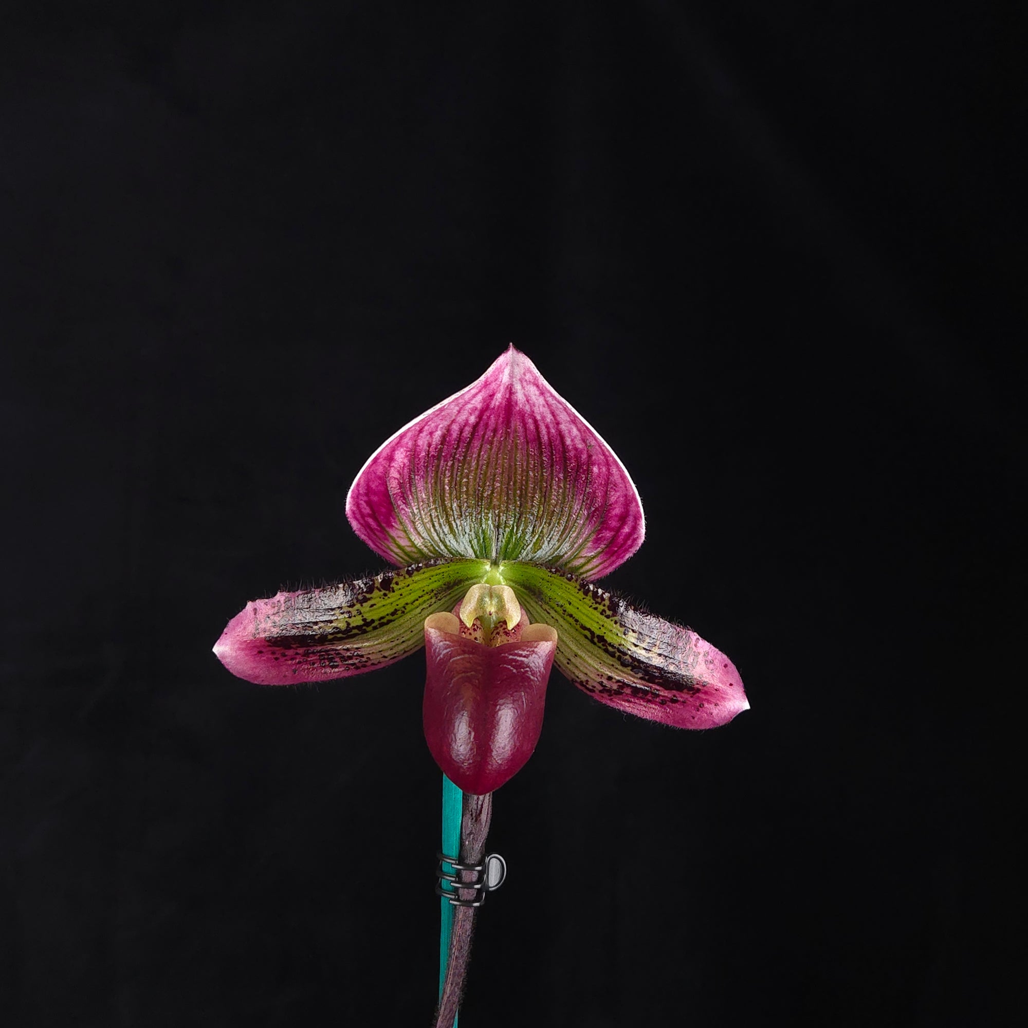 Paphiopedilum Yi Ying Morning Sun – One-Off Flowering Specimen