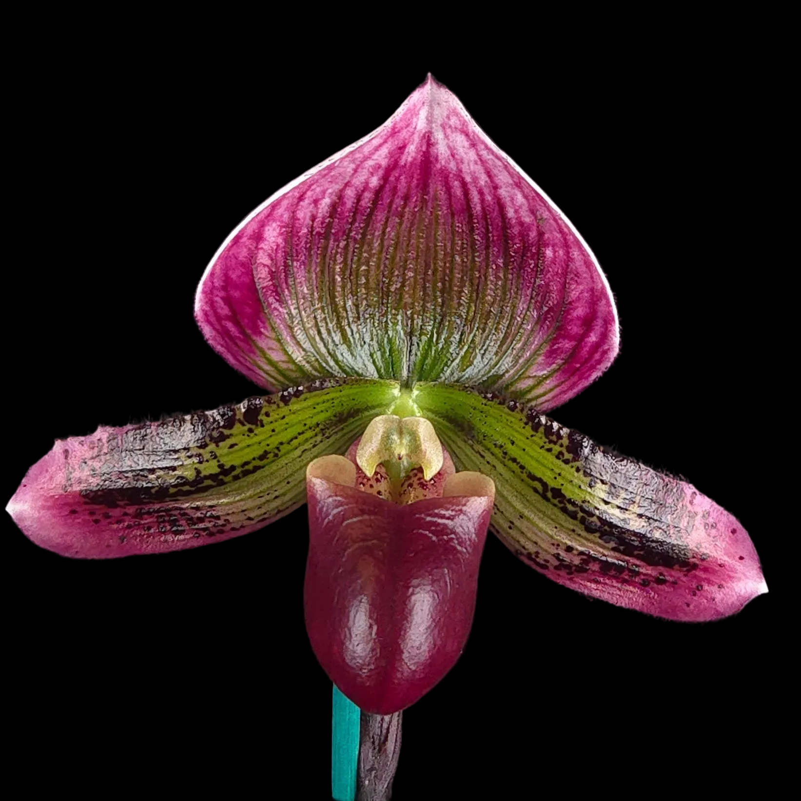 Paphiopedilum Yi Ying Morning Sun – One-Off Flowering Specimen (Showbench quality)