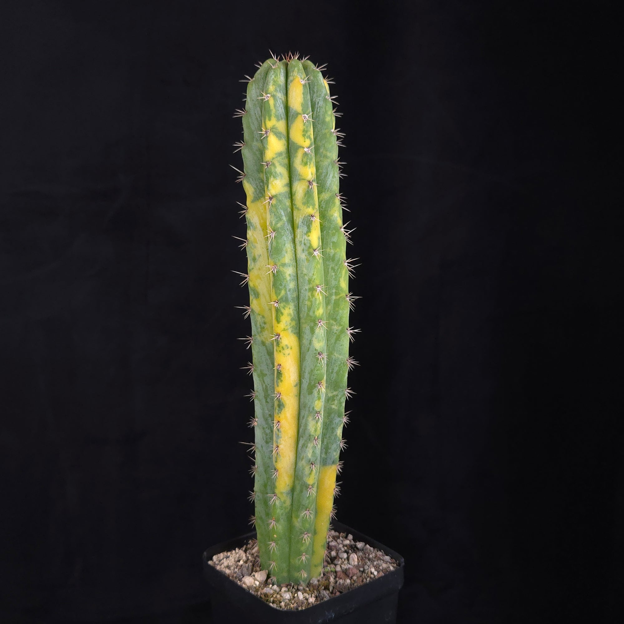 Echinopsis peruvianus f. variegata (syn. Echinopsis macrogona)