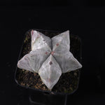 Astrophytum myriostigma 'Bishop's Cap'