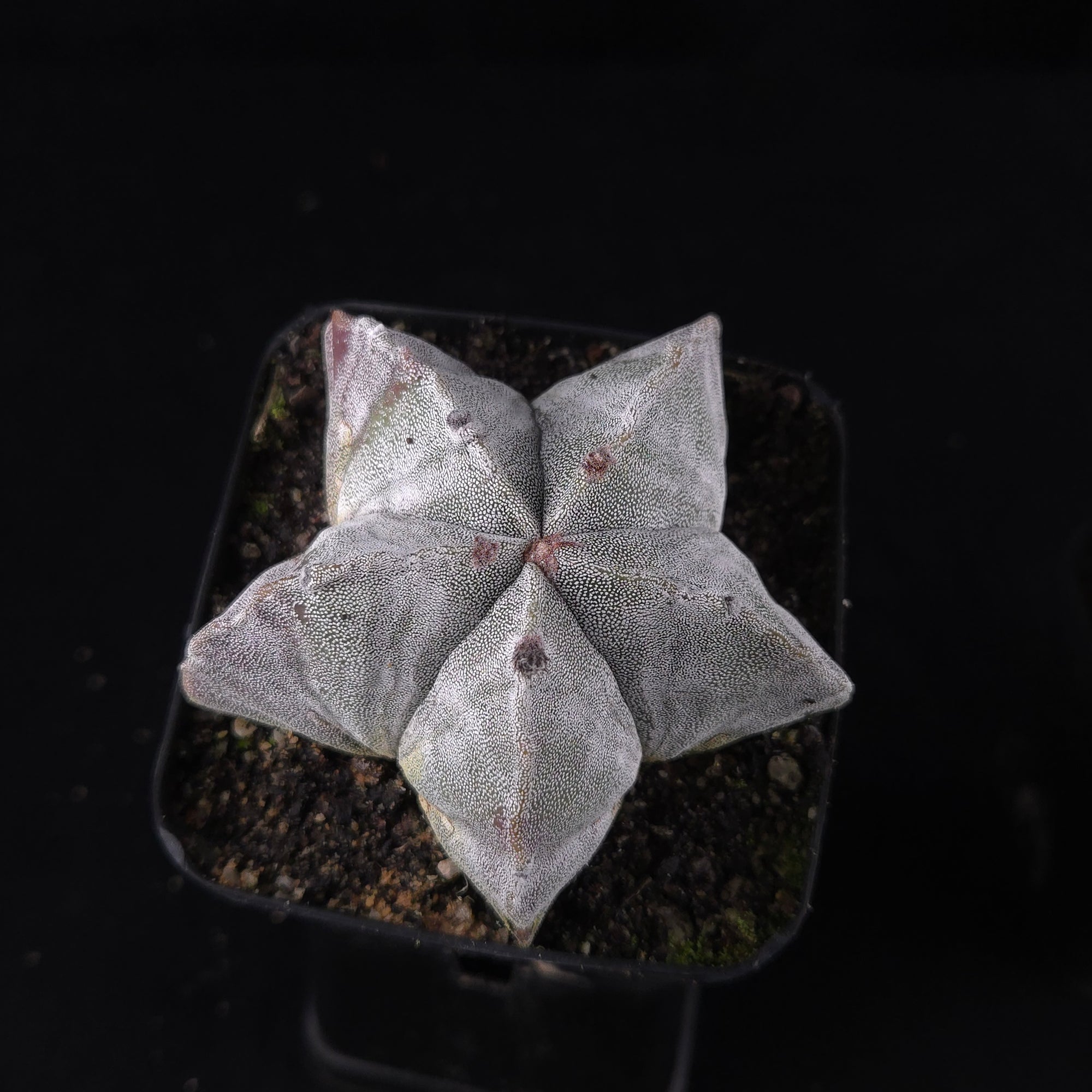 Astrophytum myriostigma 'Bishop's Cap'
