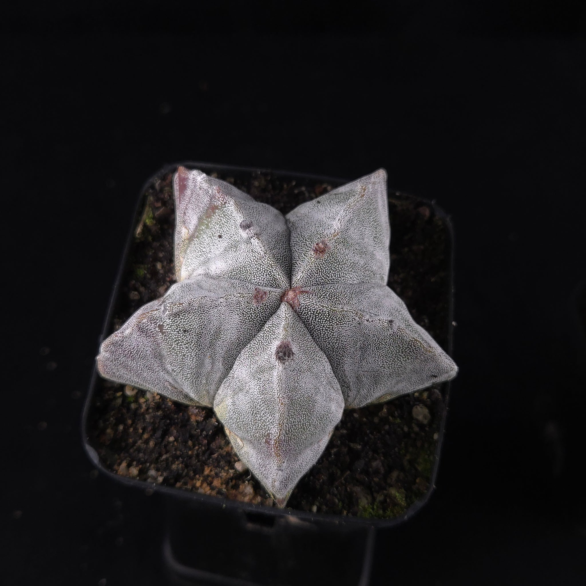 Astrophytum myriostigma 'Bishop's Cap'