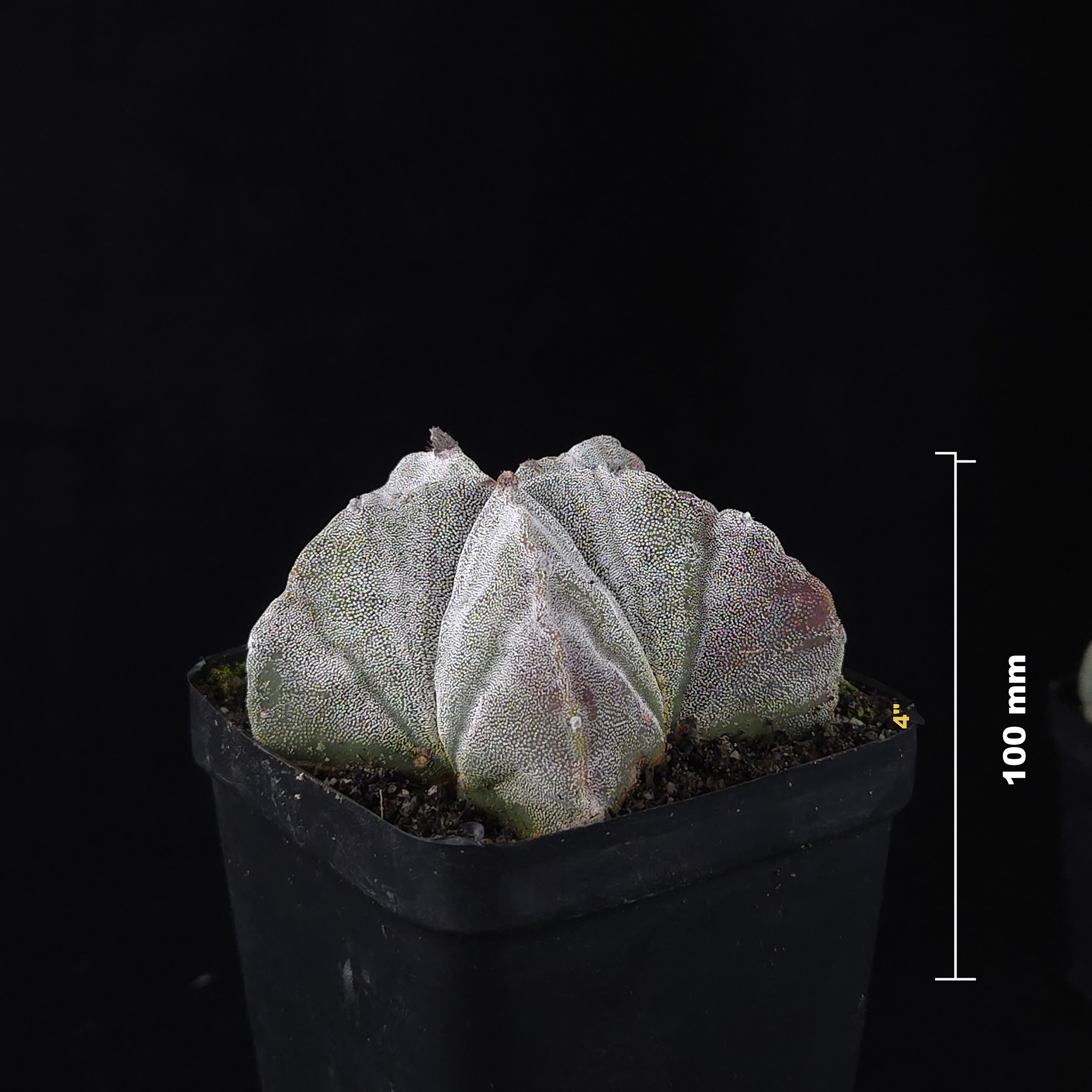 Astrophytum myriostigma 'Bishop's Cap'