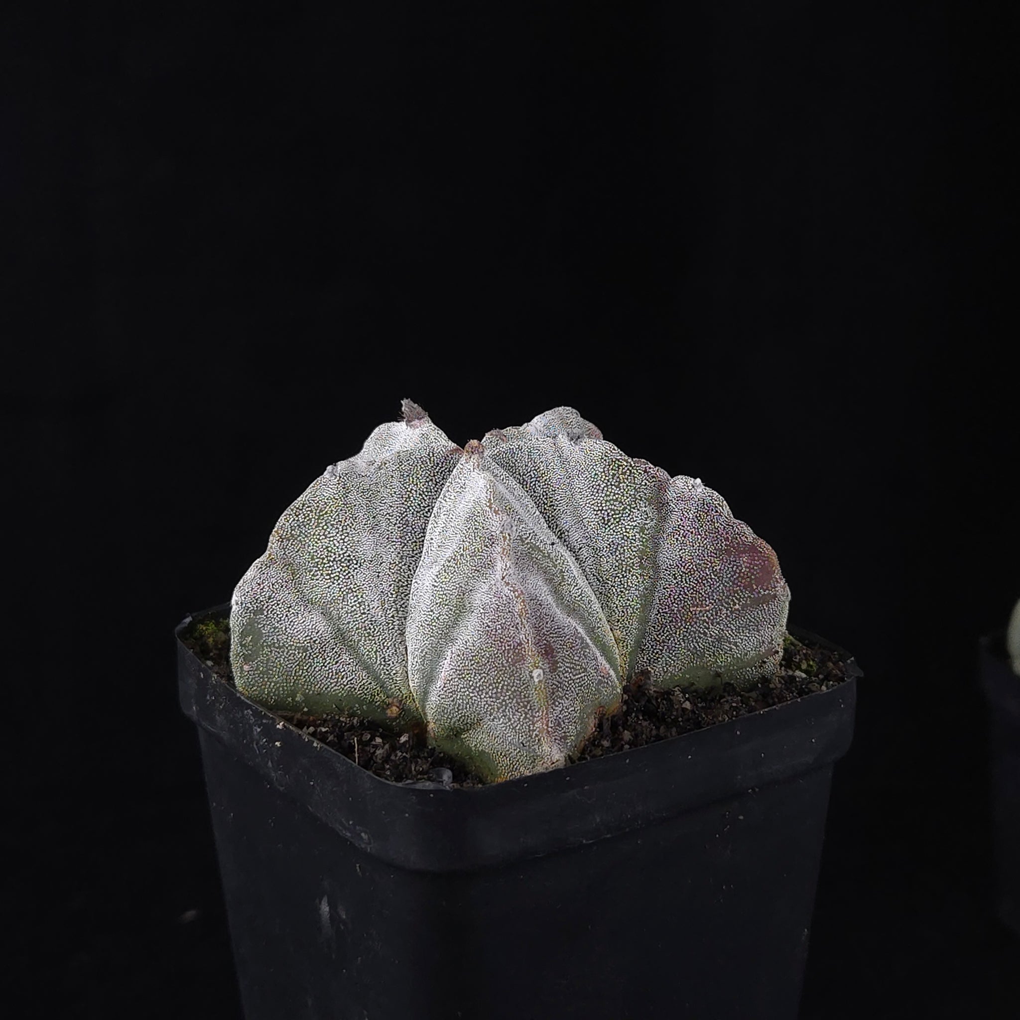 Astrophytum myriostigma 'Bishop's Cap'