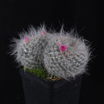 Mammillaria hahniana – One-Off Specimens