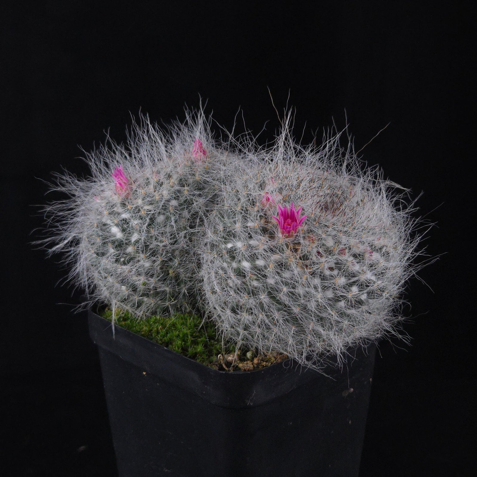Mammillaria hahniana – One-Off Specimens