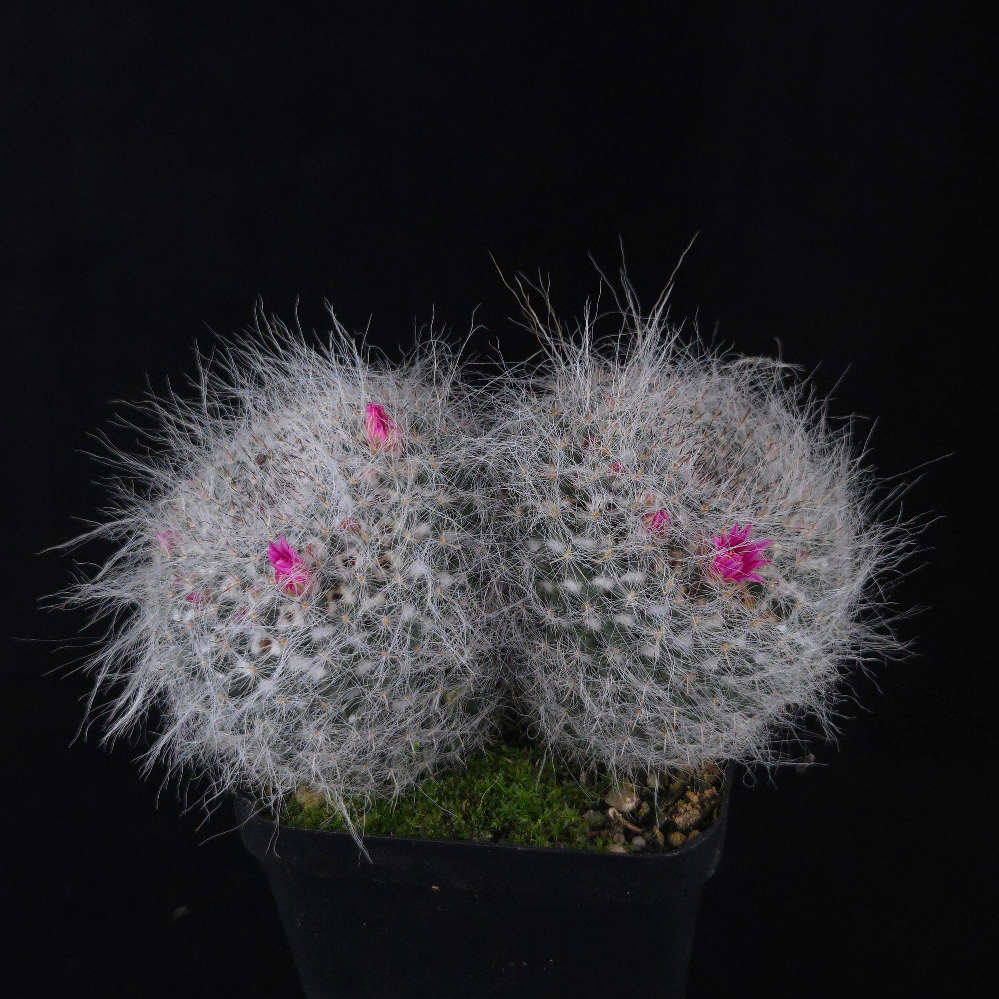 Mammillaria hahniana – One-Off Specimens
