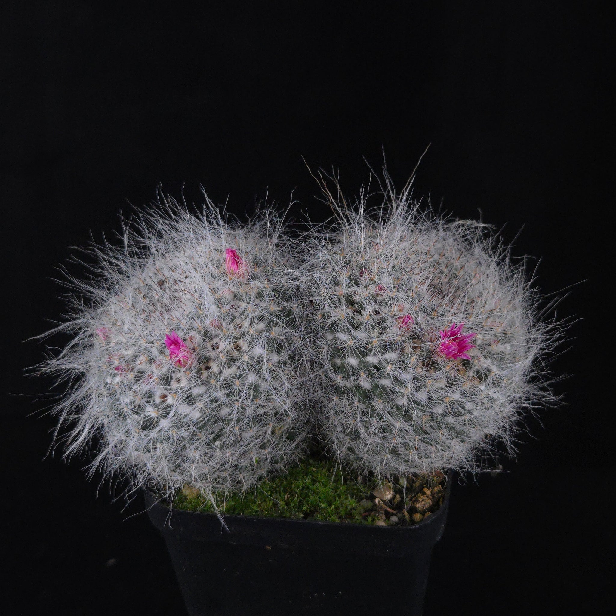 Mammillaria hahniana – One-Off Specimens