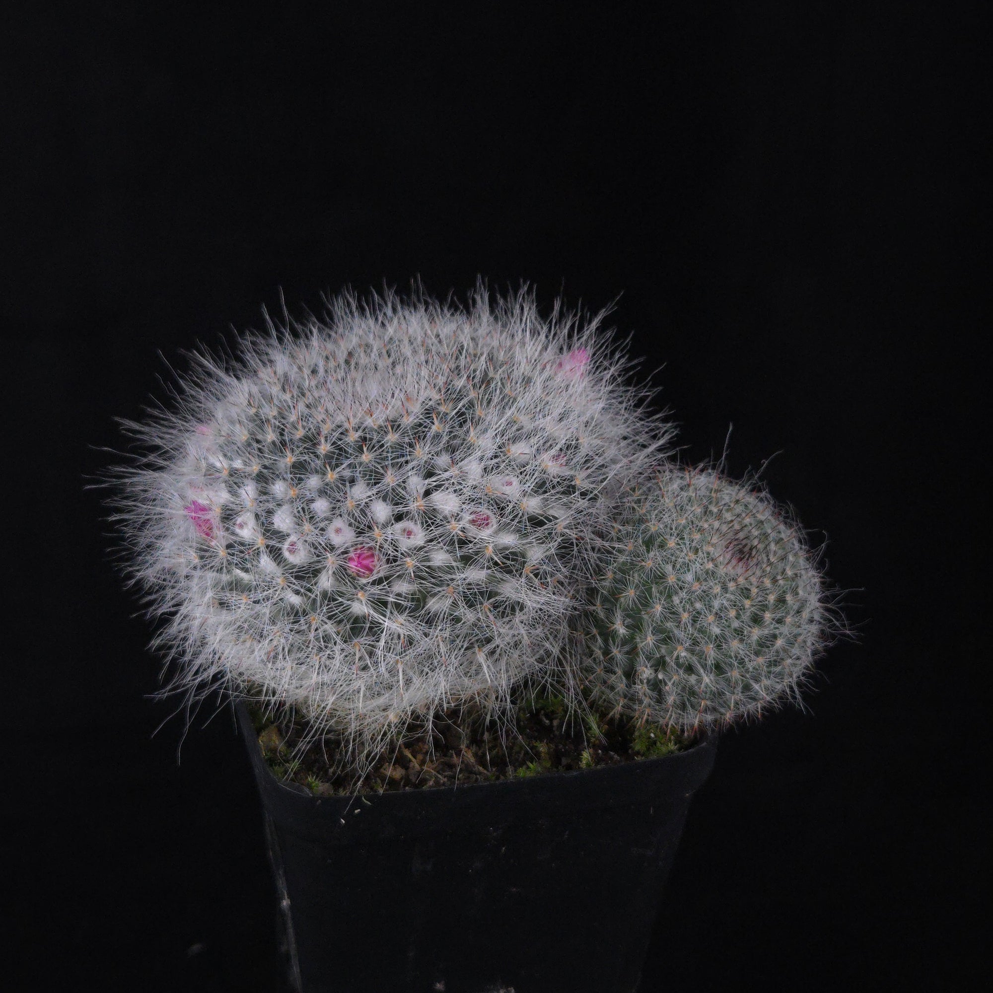 Mammillaria hahniana – One-Off Specimens