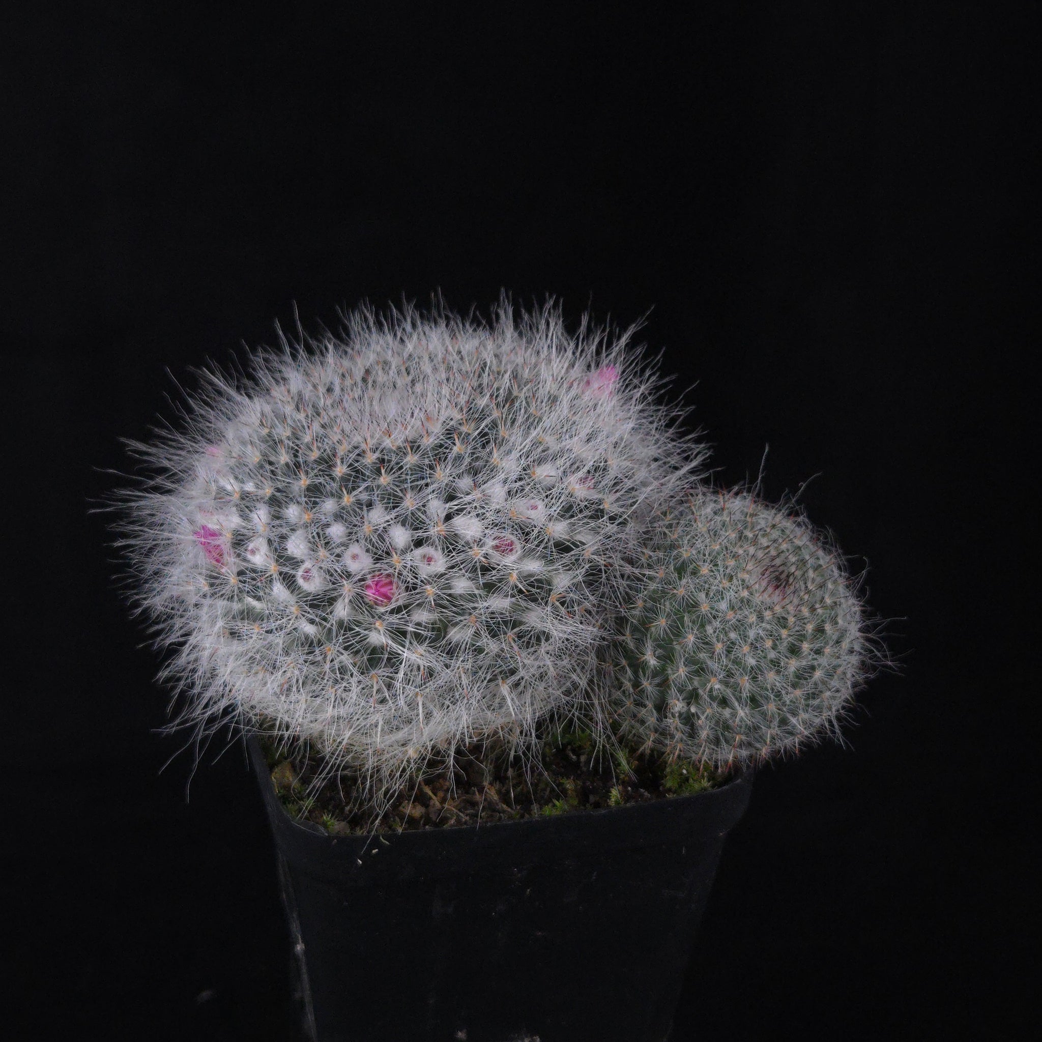 Mammillaria hahniana – One-Off Specimens