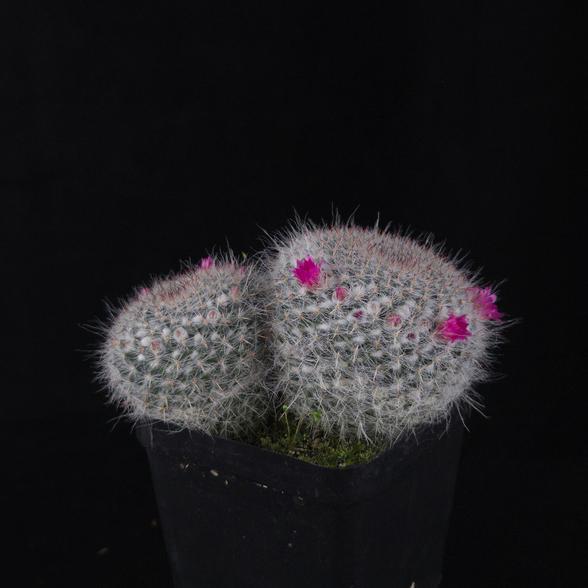 Mammillaria hahniana – One-Off Specimens