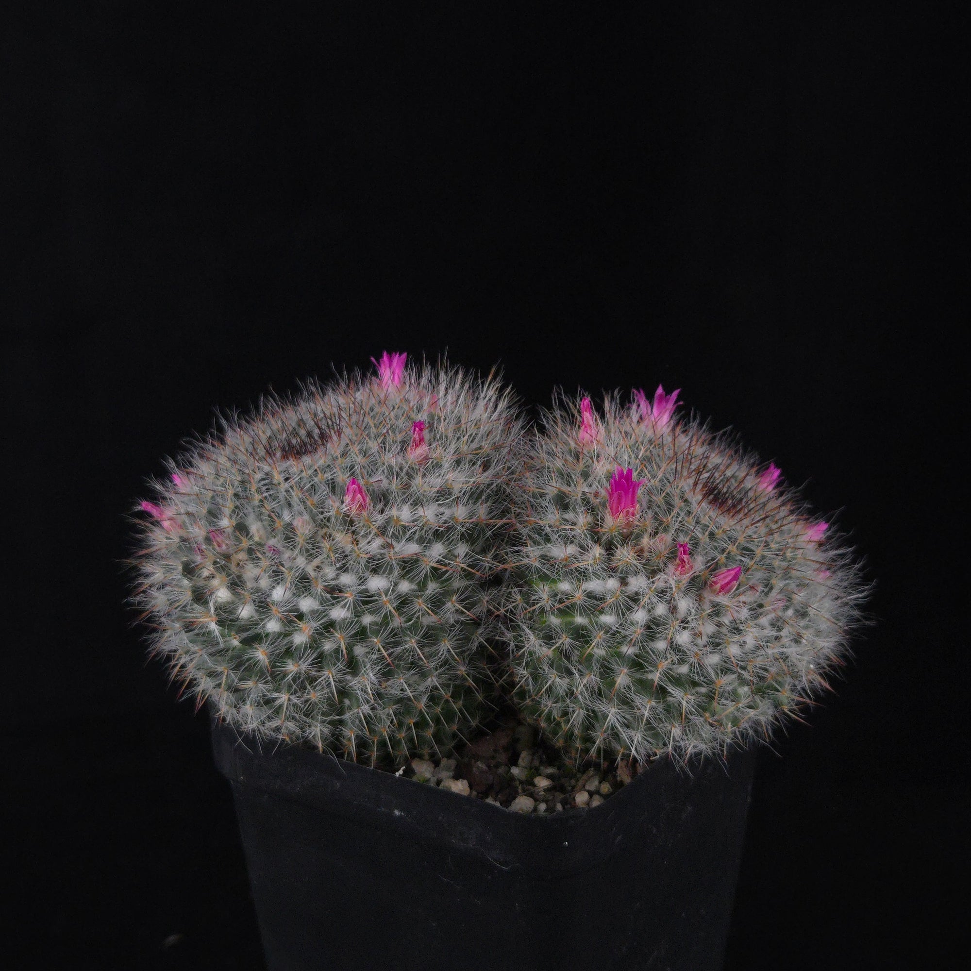 Mammillaria hahniana – One-Off Specimens