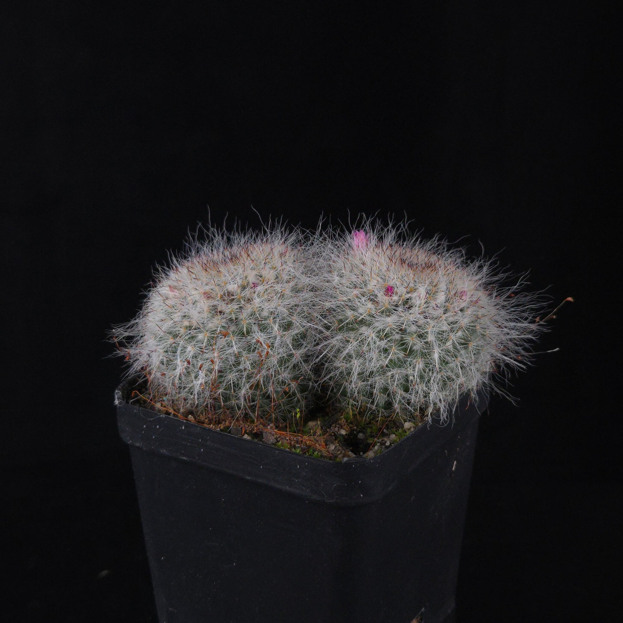 Mammillaria hahniana – One-Off Specimens