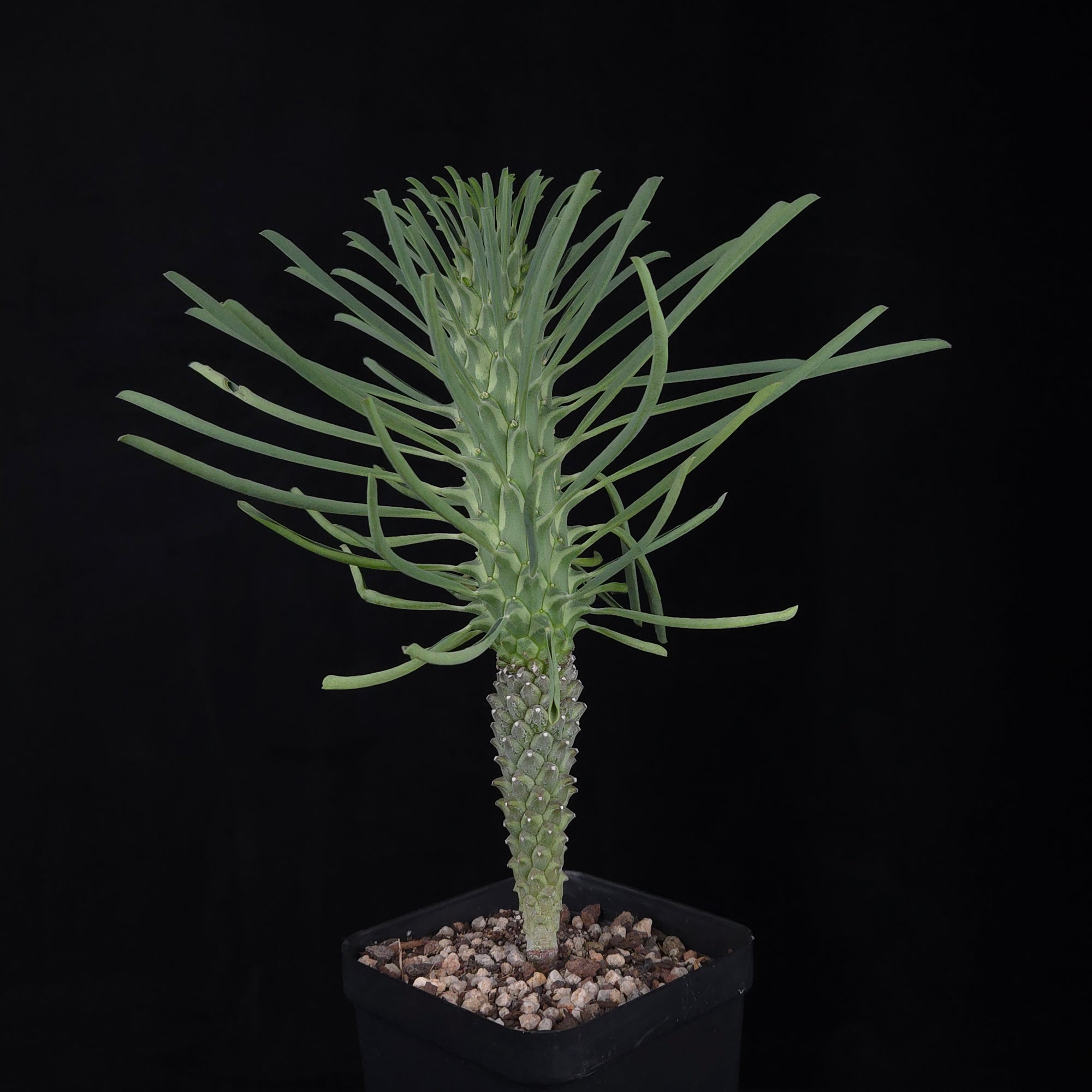 Euphorbia clandestina (WA Prohibited)