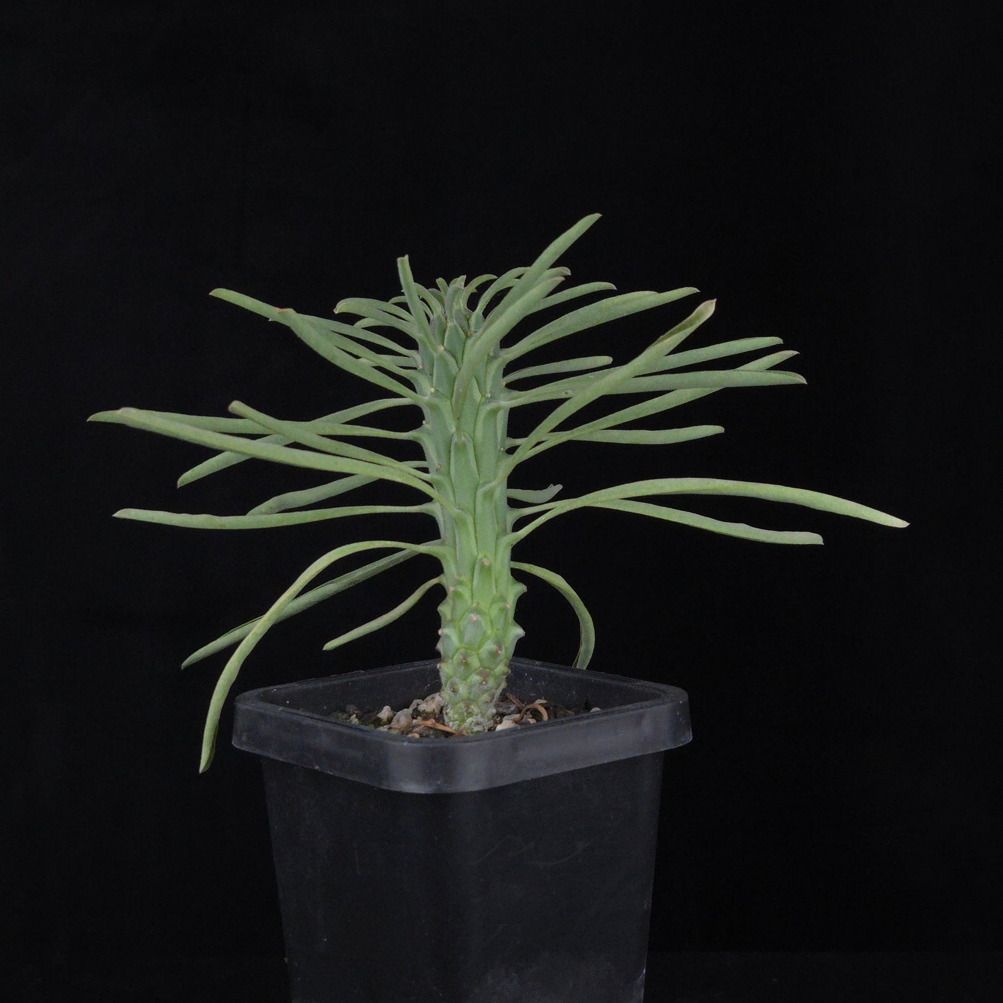 Euphorbia clandestina (WA Prohibited)