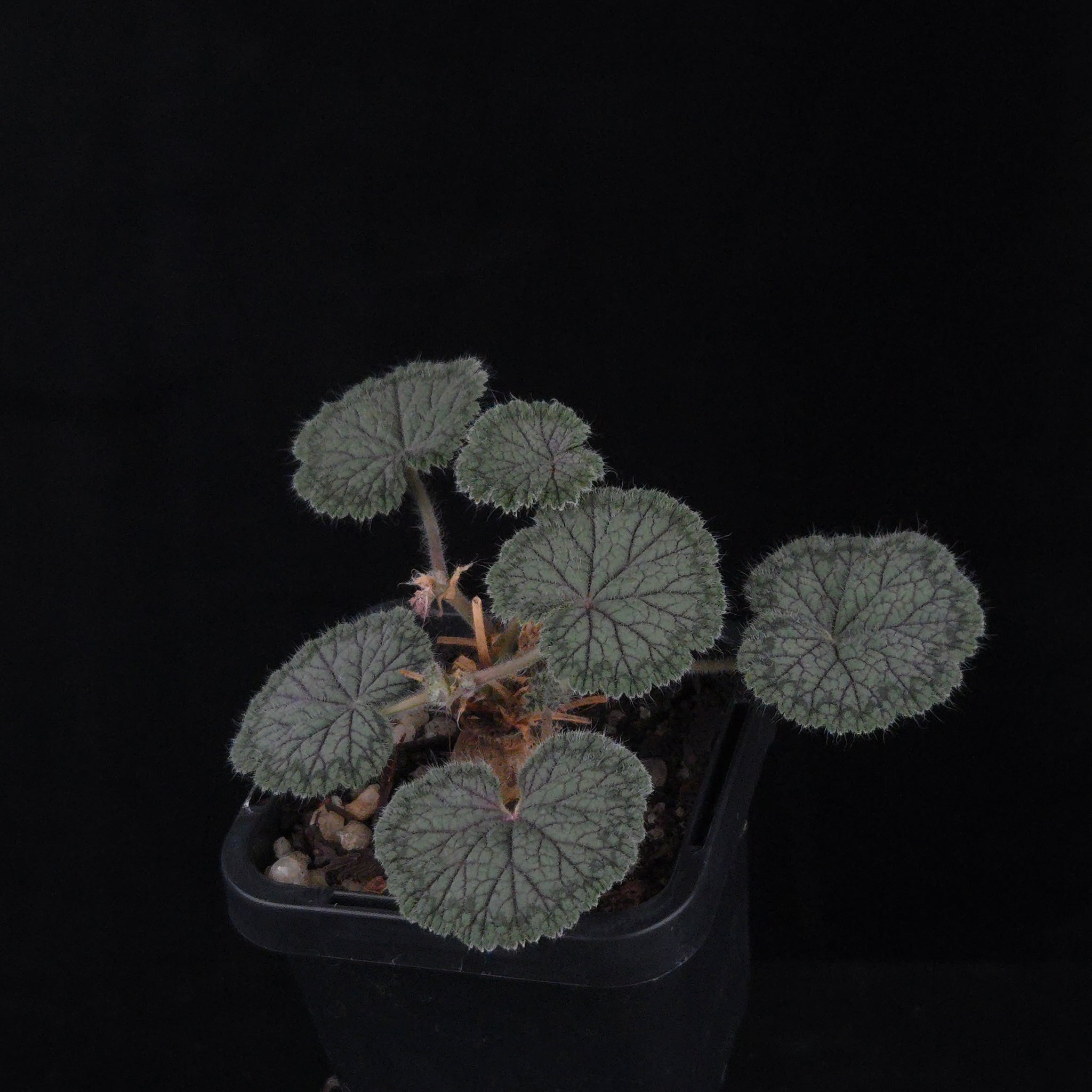 Pelargonium barklyi