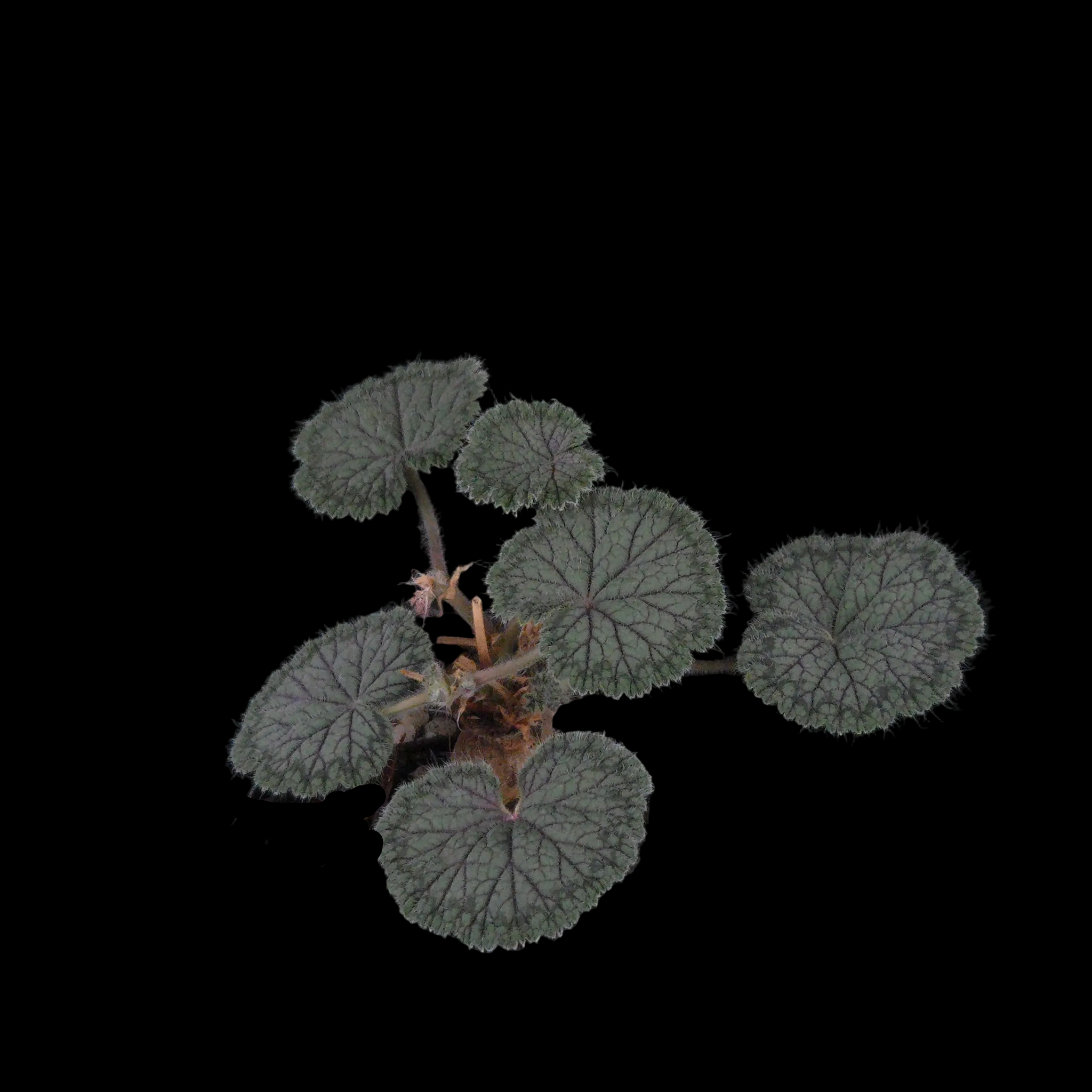 Pelargonium barklyi