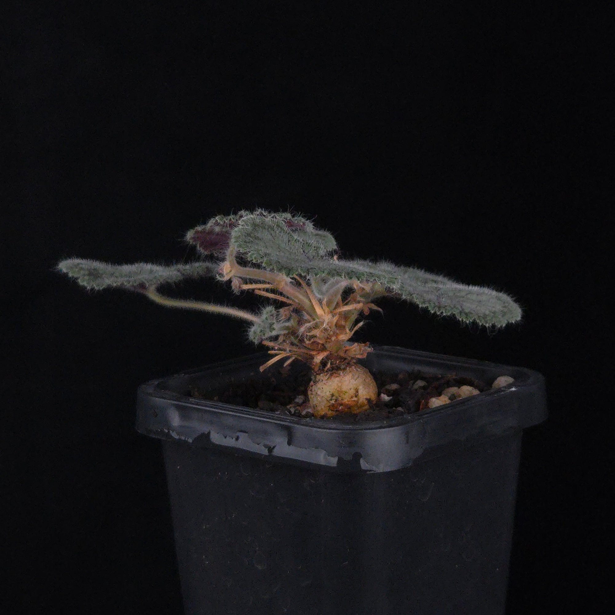 Pelargonium barklyi