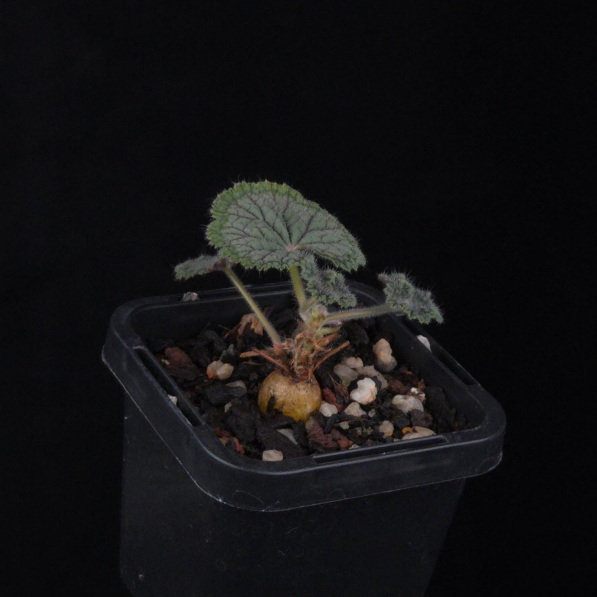 Pelargonium barklyi