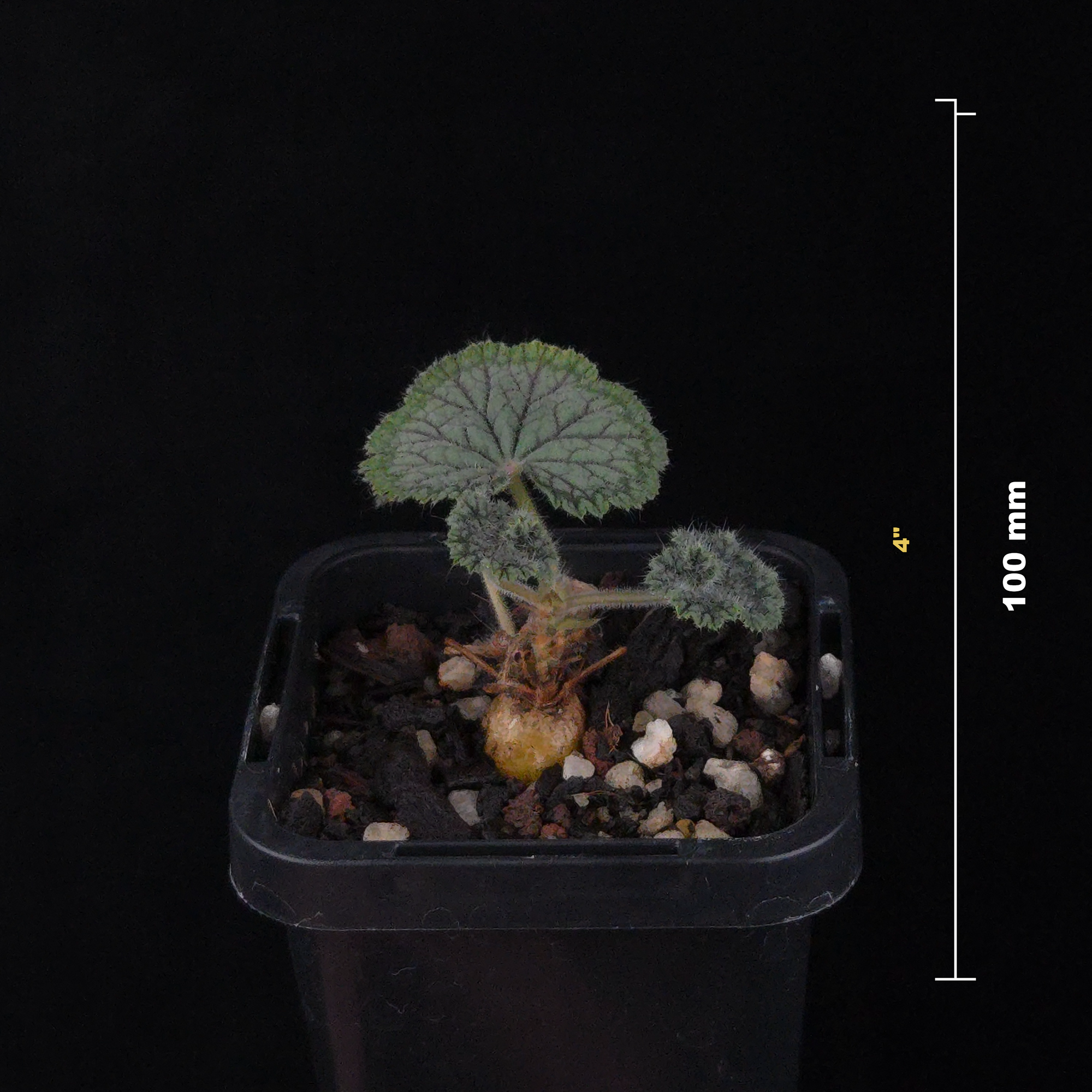 Pelargonium barklyi