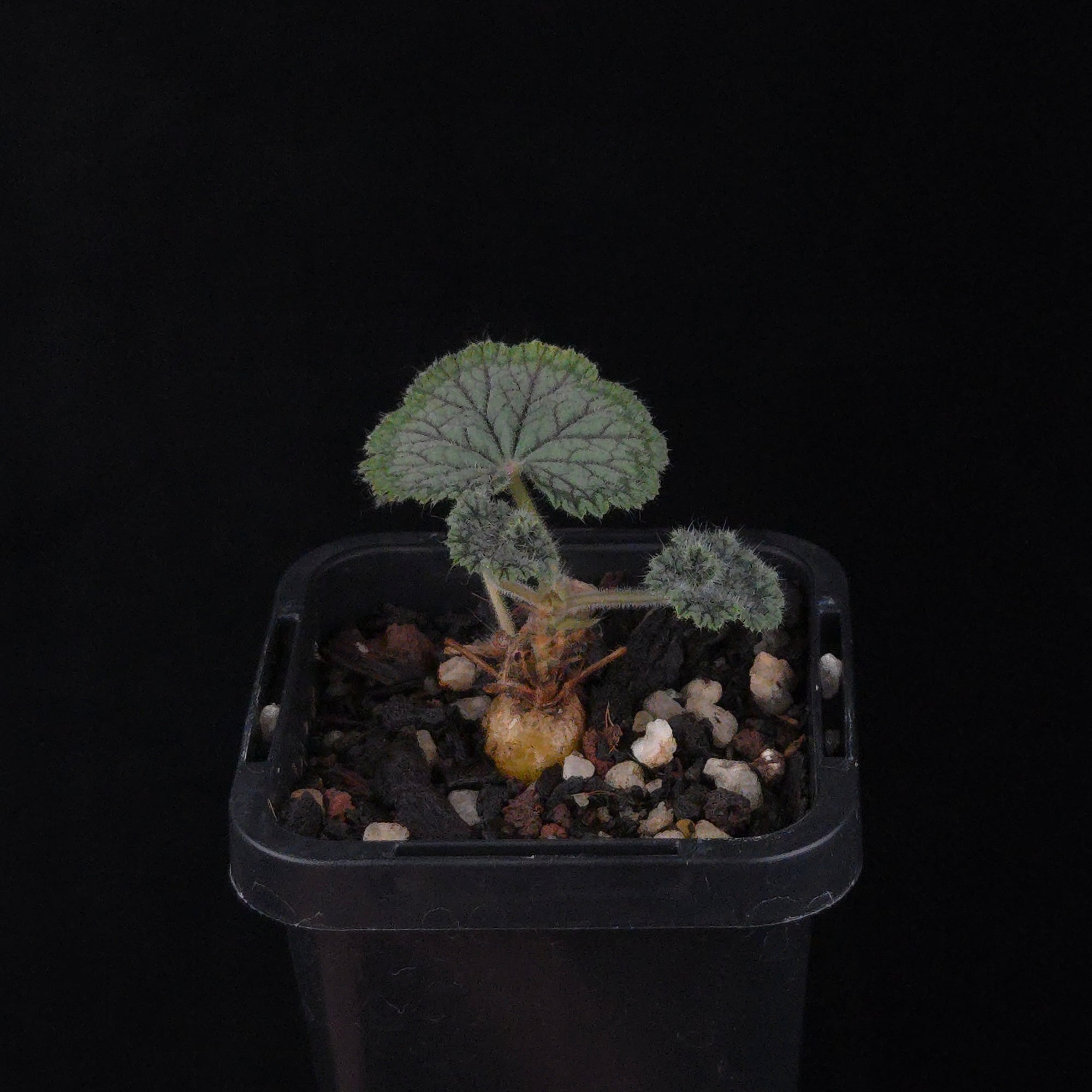 Pelargonium barklyi