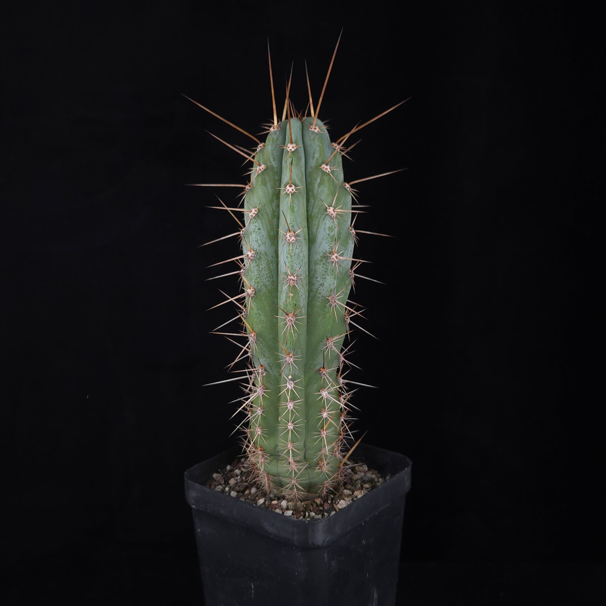Trichocereus macrogonus syn. Echinopsis macrogona - The Peruvian Torch Cactus