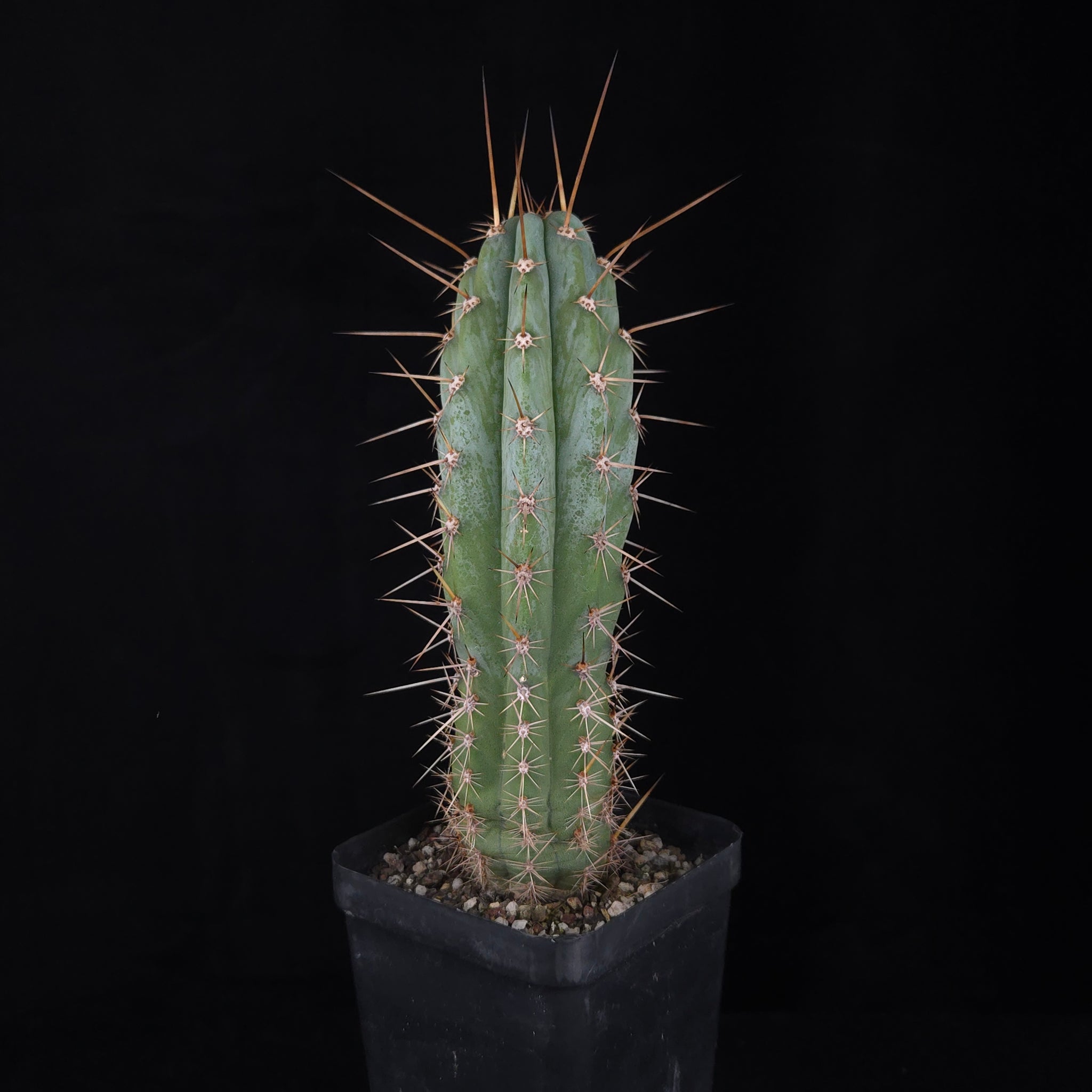 Trichocereus macrogonus syn. Echinopsis macrogona - The Peruvian Torch Cactus