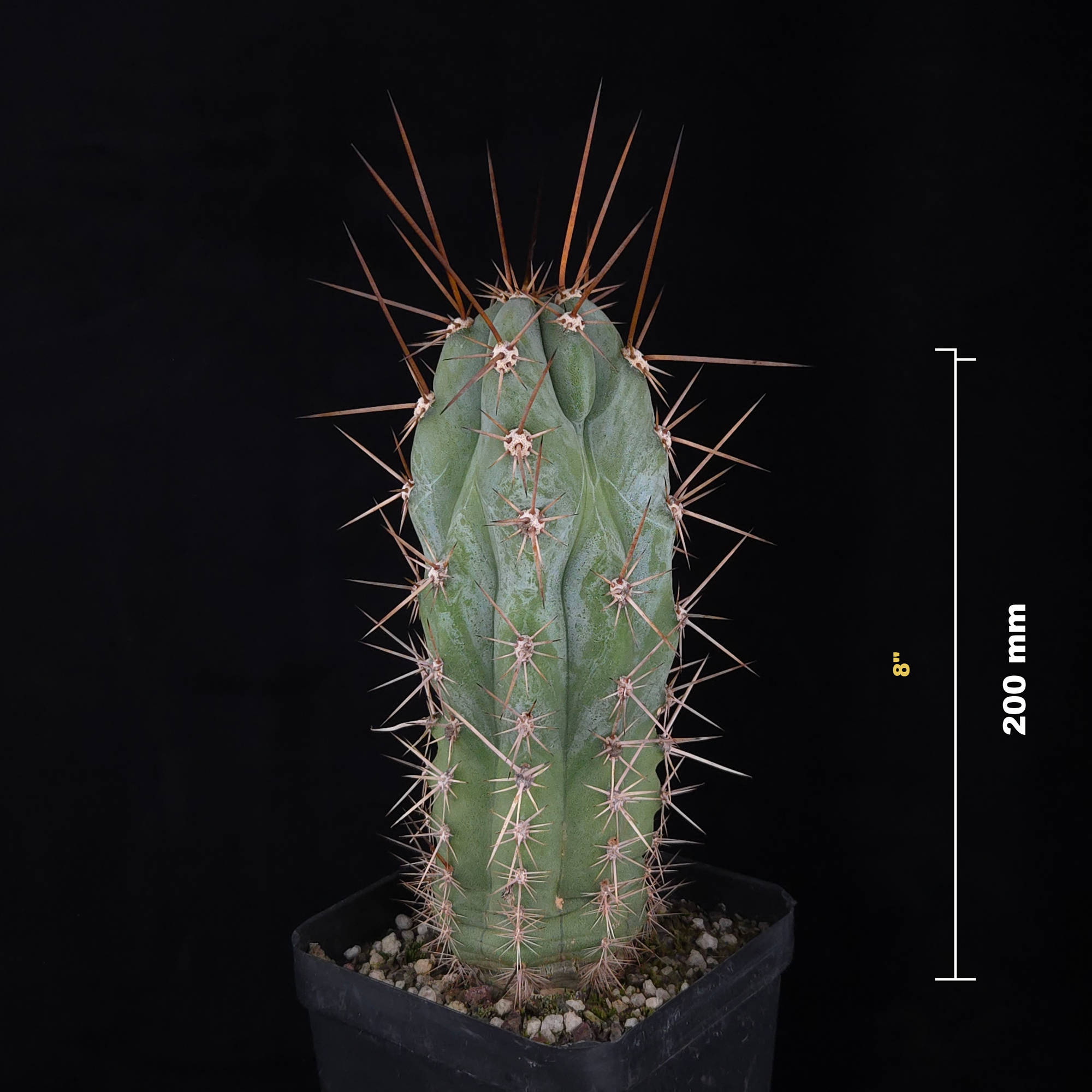 Trichocereus macrogonus syn. Echinopsis macrogona - The Peruvian Torch Cactus