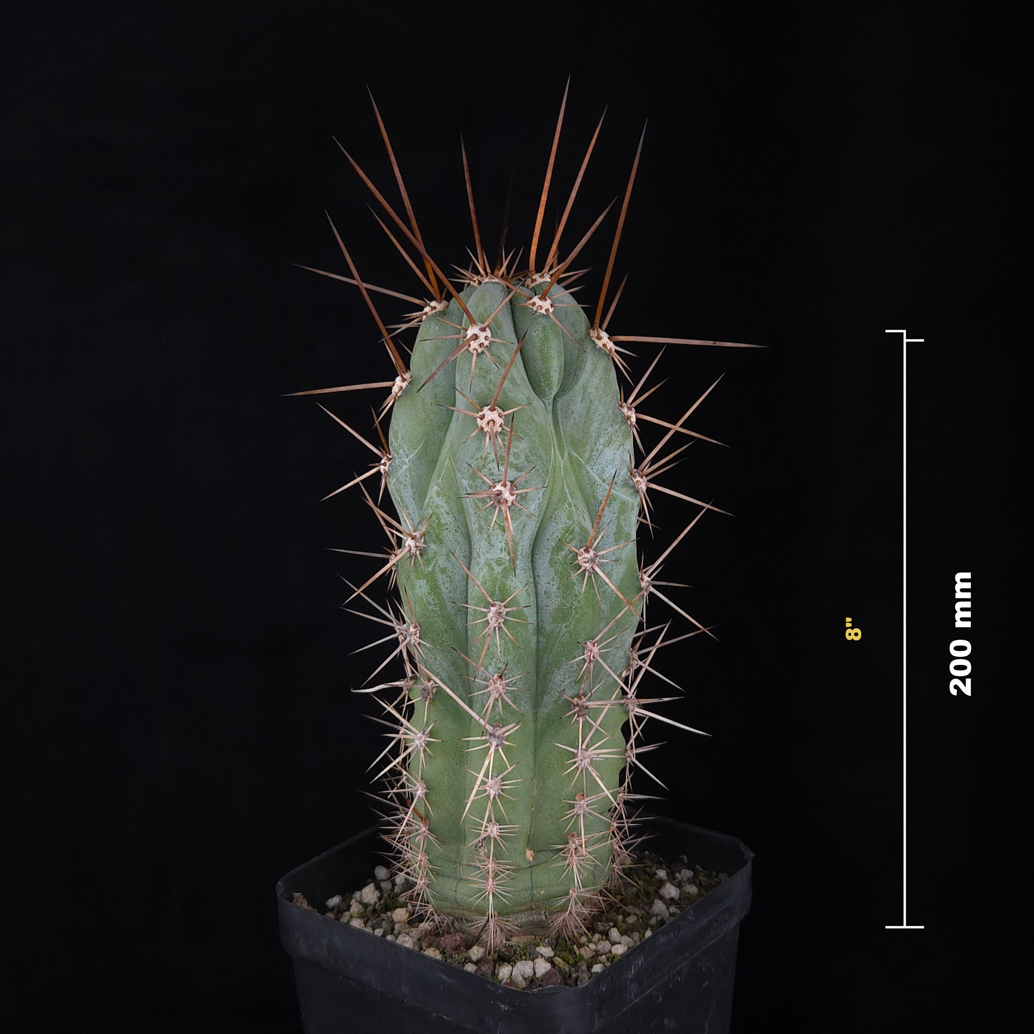 Trichocereus macrogonus syn. Echinopsis macrogona - The Peruvian Torch Cactus