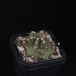 Gymnocalycium mihanovichii forma Kikko