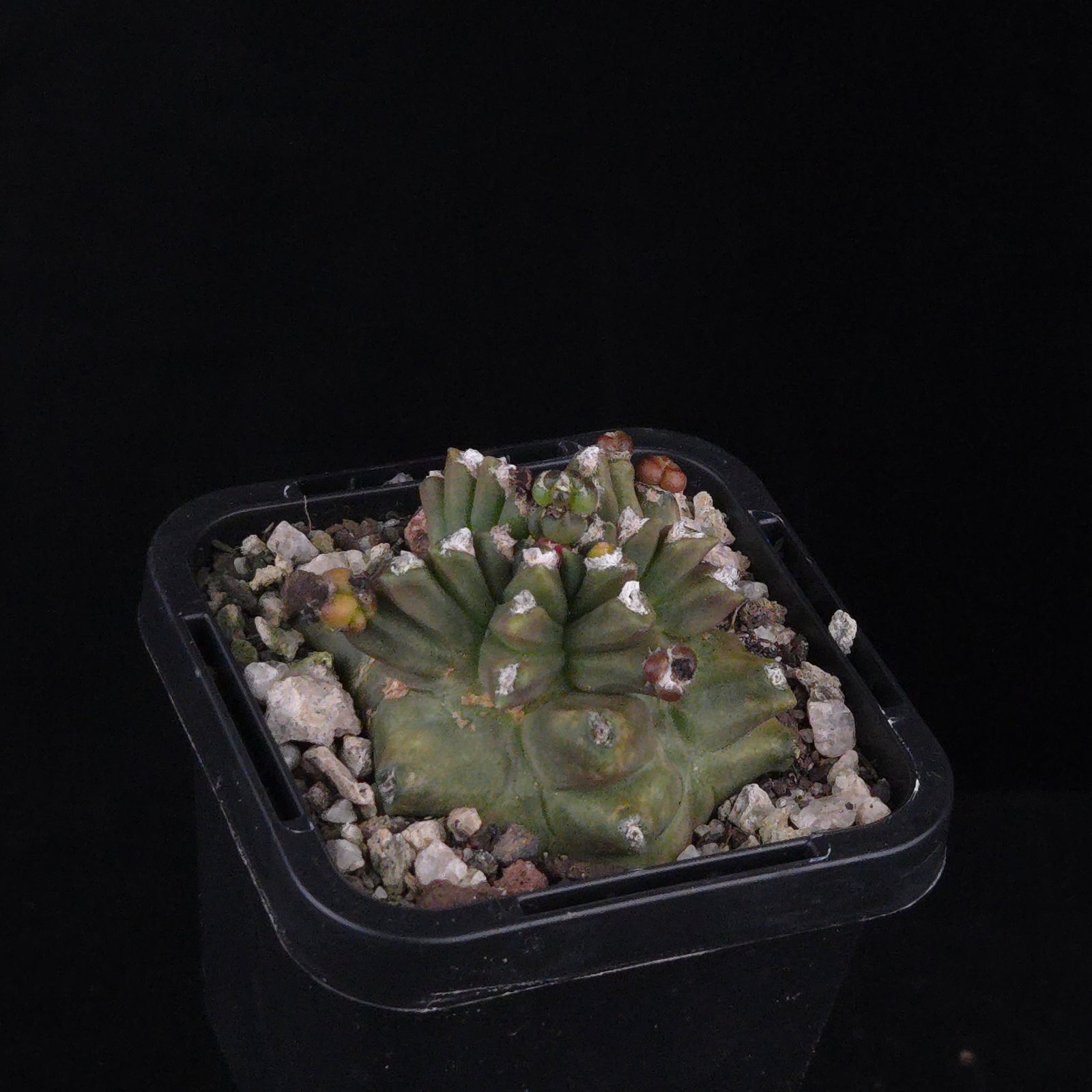 Gymnocalycium mihanovichii forma Kikko