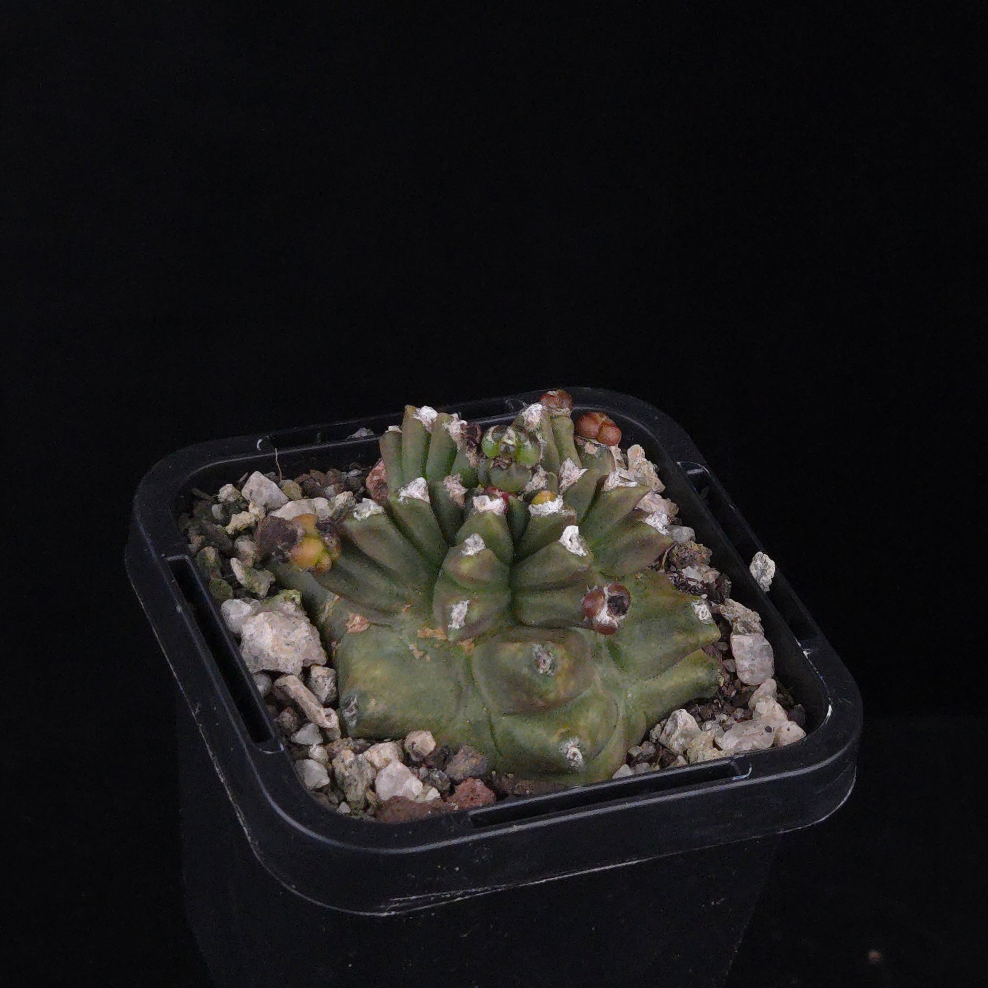 Gymnocalycium mihanovichii forma Kikko