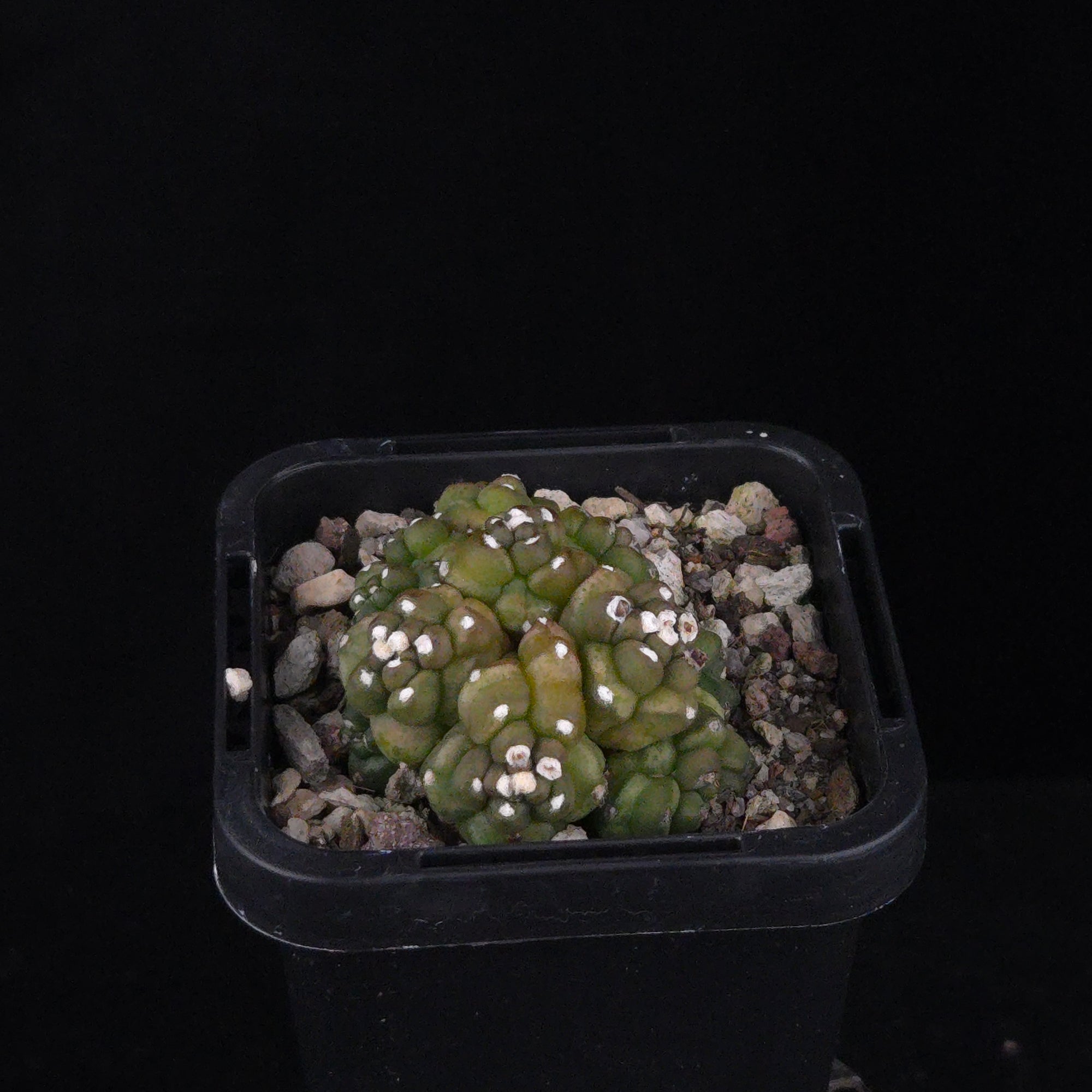 Gymnocalycium mihanovichii forma Kikko