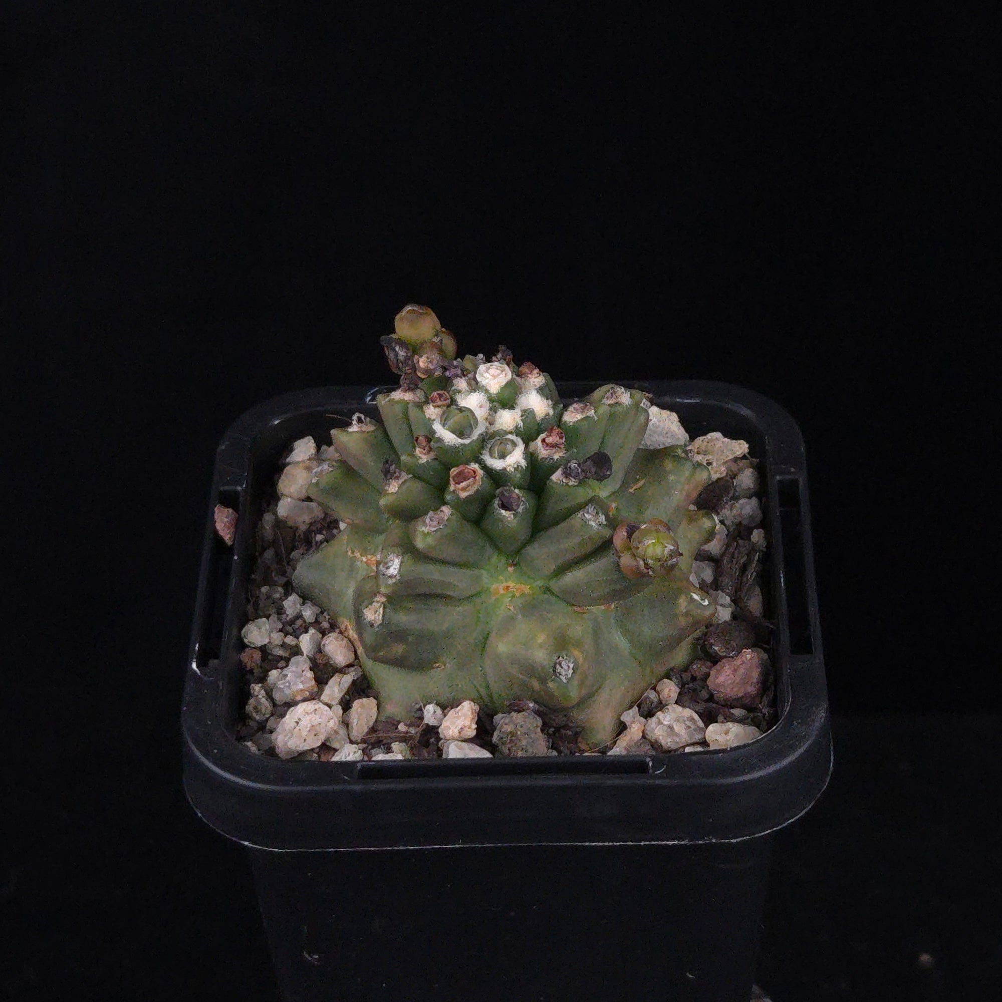 Gymnocalycium mihanovichii forma Kikko