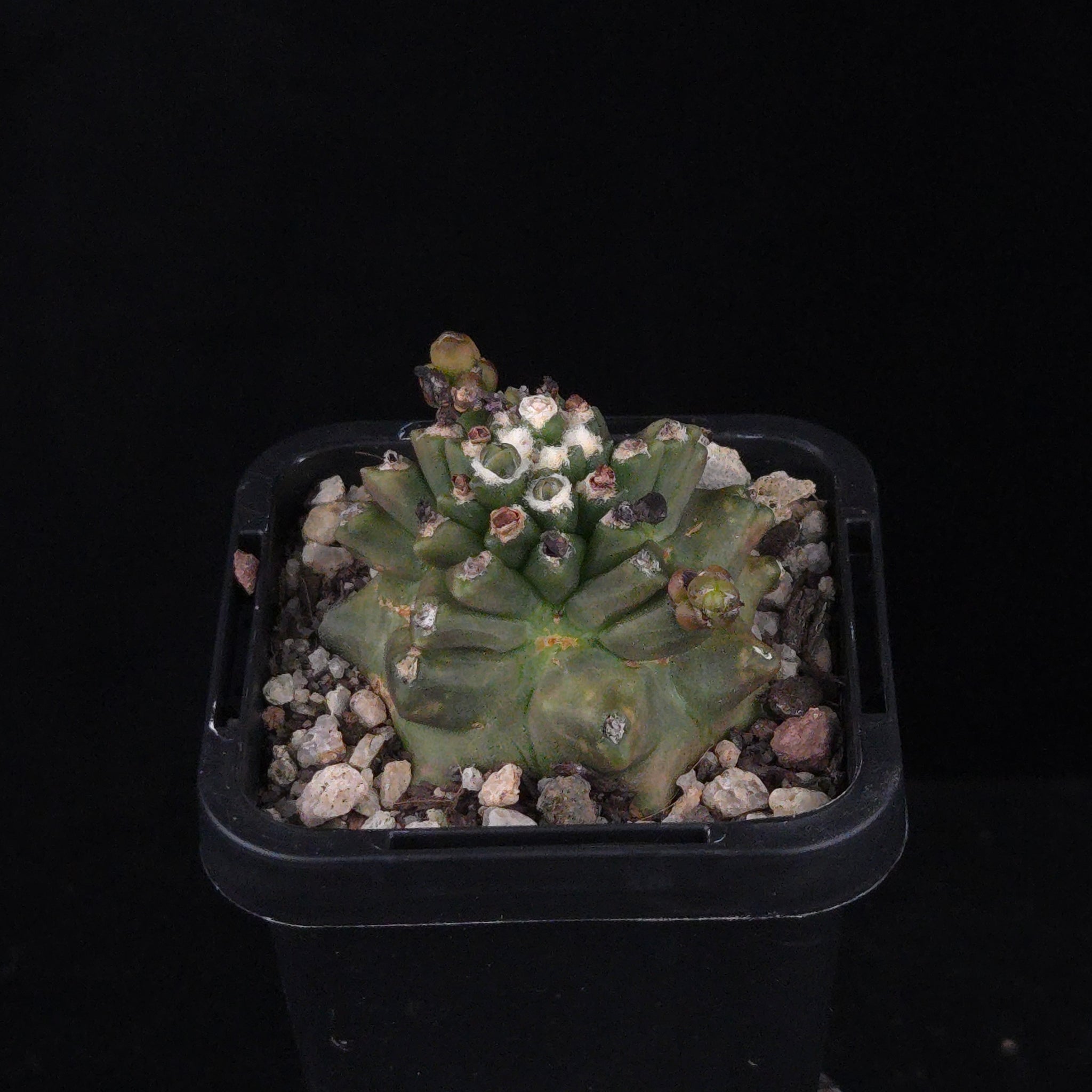 Gymnocalycium mihanovichii forma Kikko